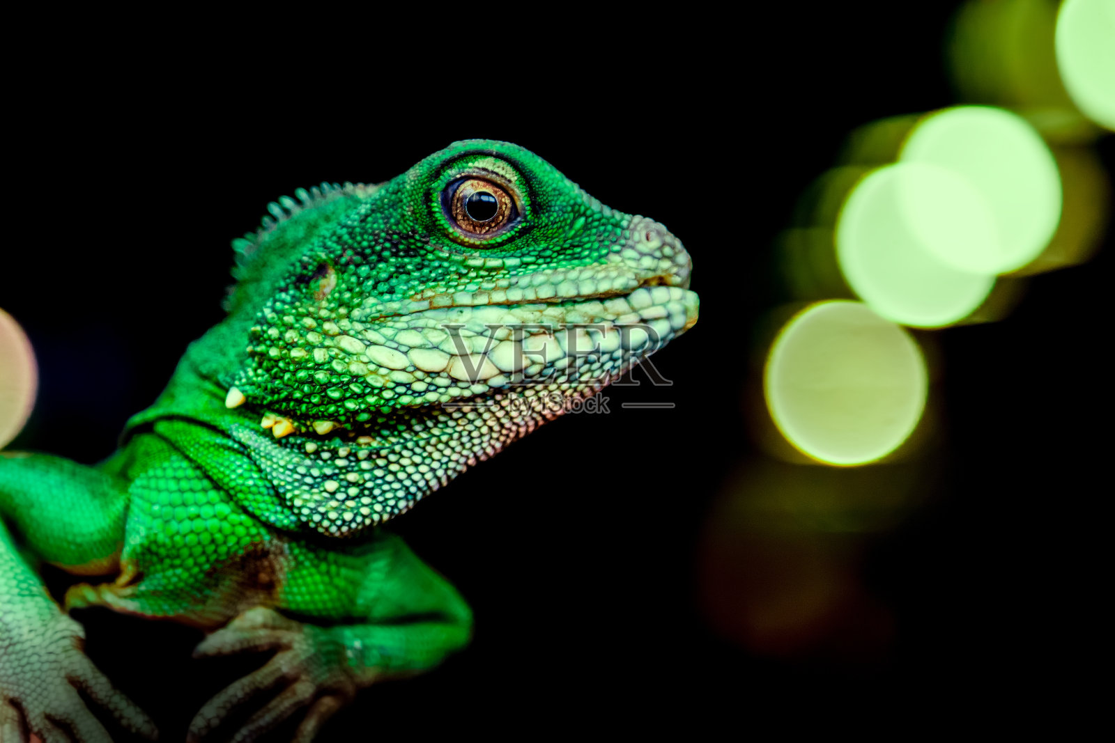 一个绿色美丽蜥蜴的特写照片摄影图片