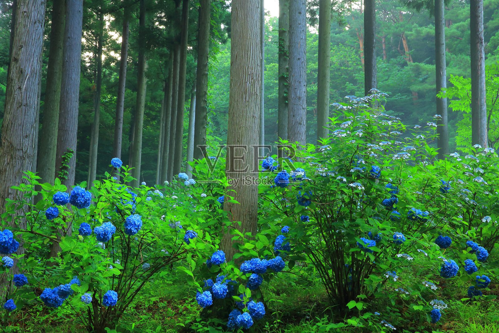 绣球花在森林里开花照片摄影图片