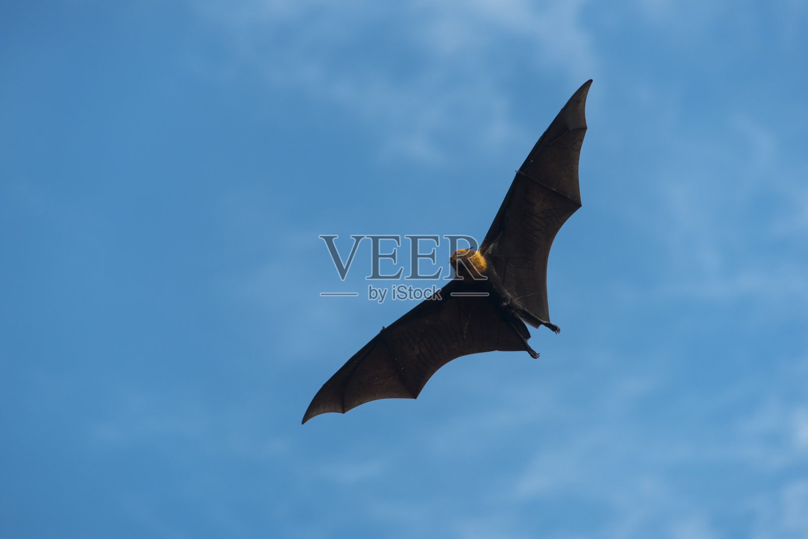 巨大的蝙蝠飞照片摄影图片