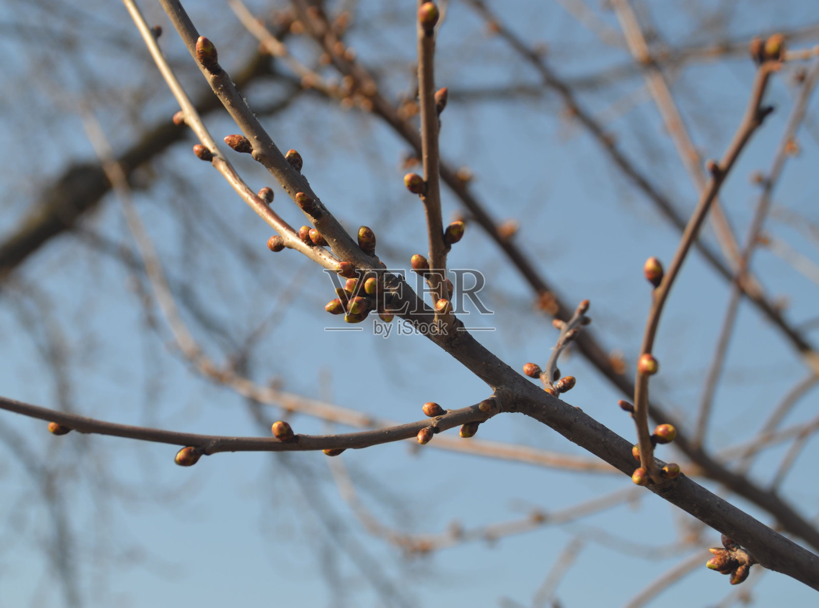 树枝长出了春天的新芽照片摄影图片