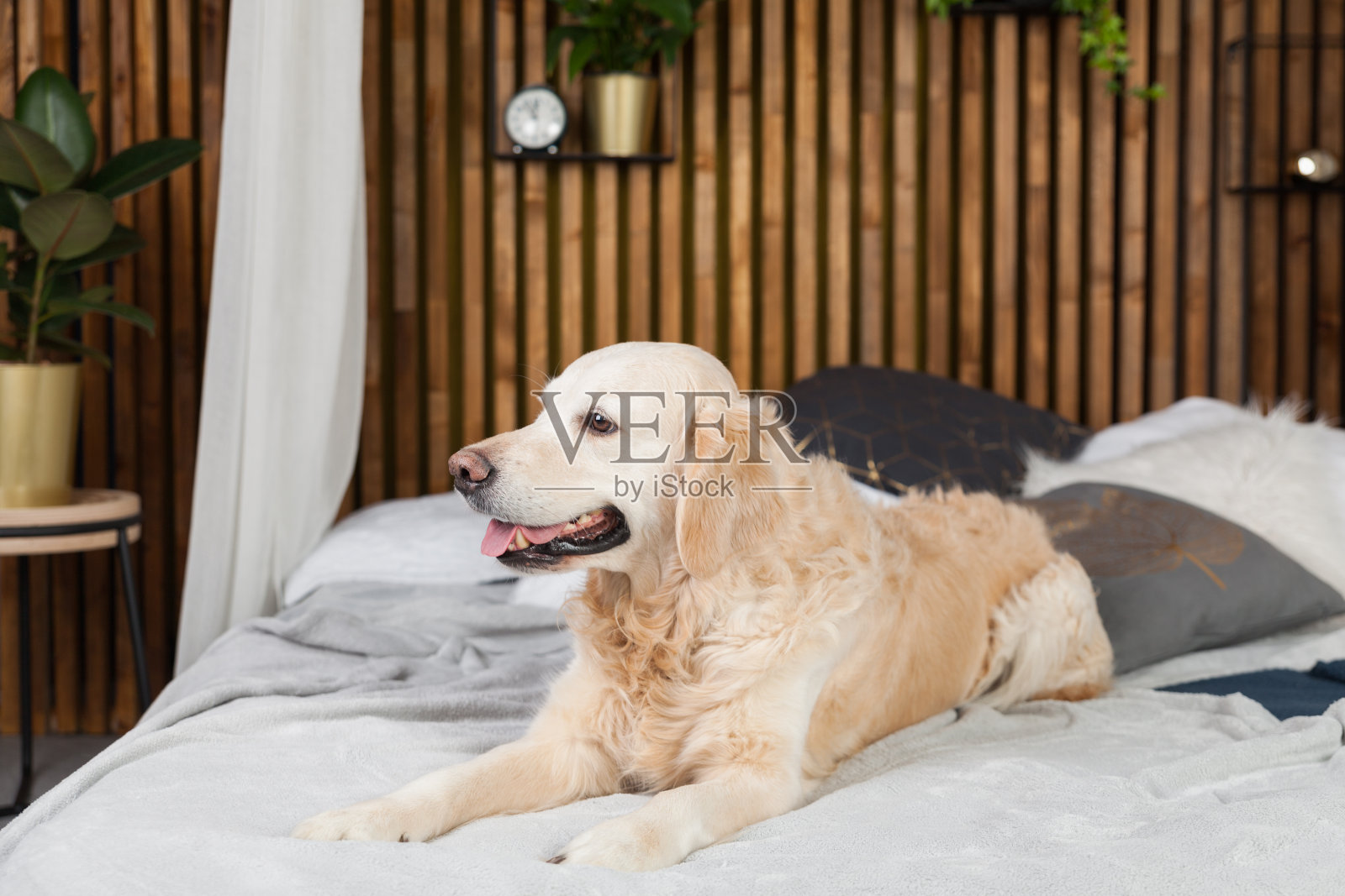 金毛猎犬纯种小狗狗的外套和枕头上的床上，在房子或酒店。斯堪的纳维亚风格的绿色植物客厅室内装饰艺术公寓。宠物友好的概念，复制空间。照片摄影图片