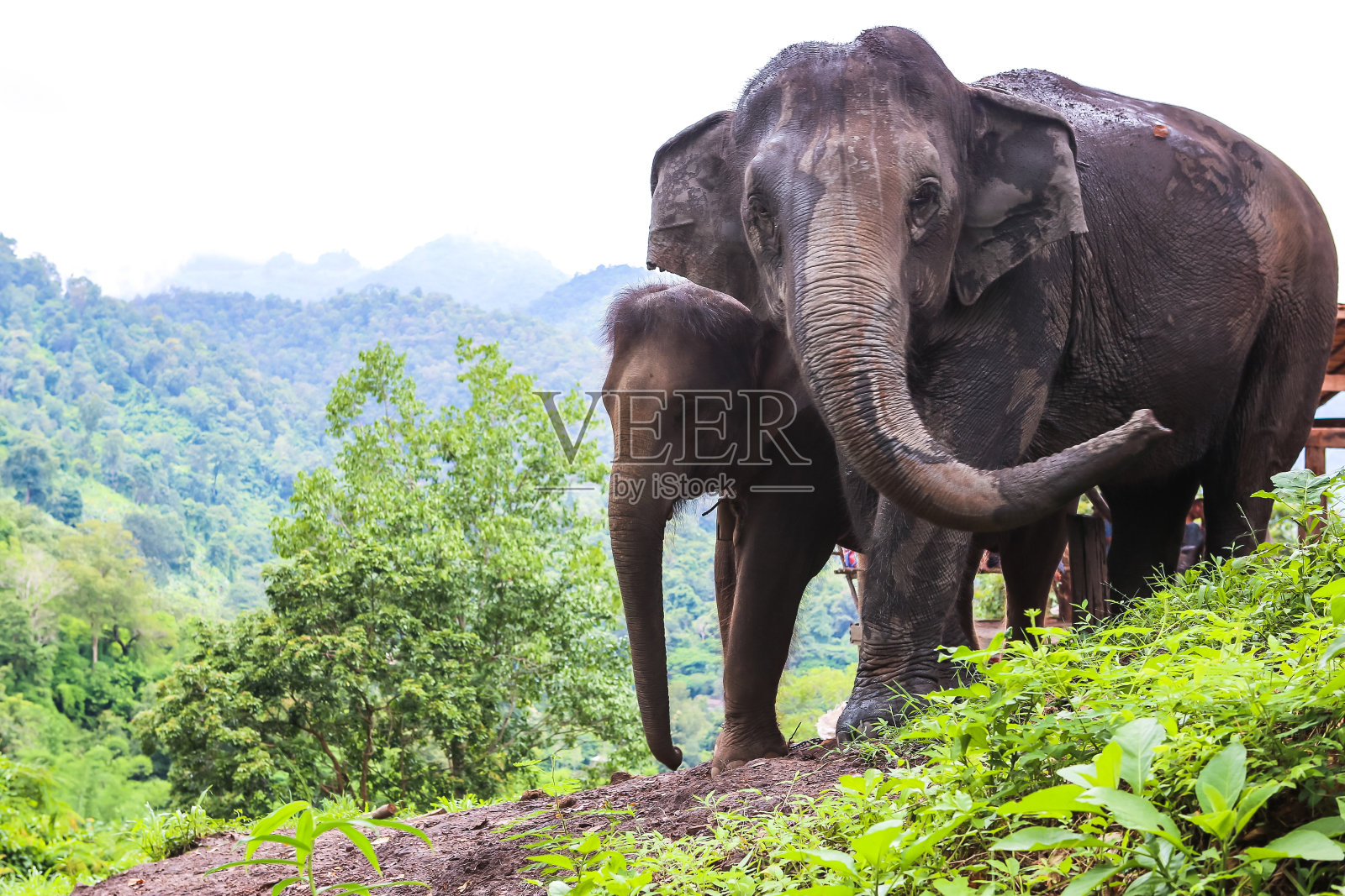 泰国北部丛林中的大象照片摄影图片