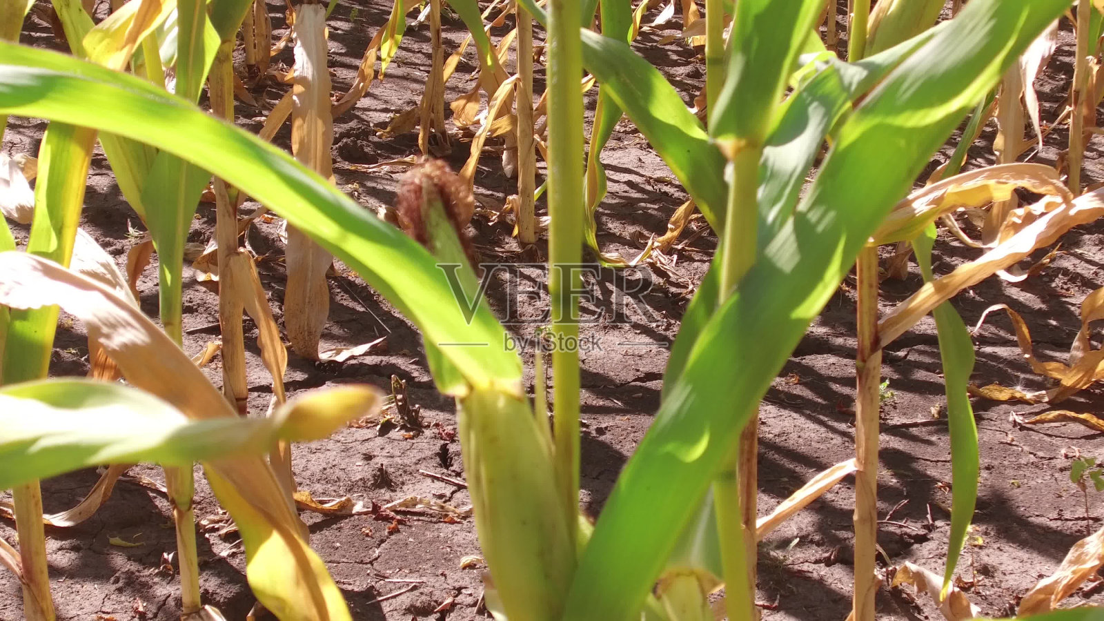玉米田，玉米农场。绿草农业美国自然视频美国玉米农场运动照片摄影图片