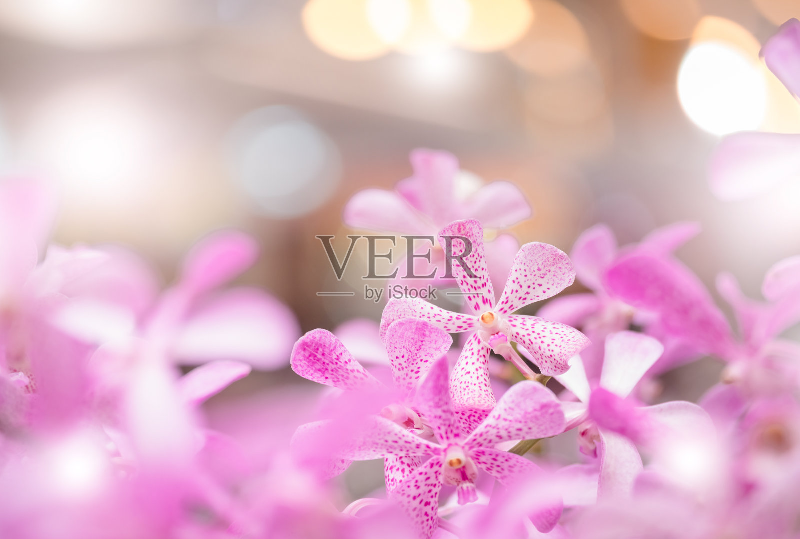 莫卡拉花园里的兰花花束，柔和的滤镜和模糊的背景。照片摄影图片