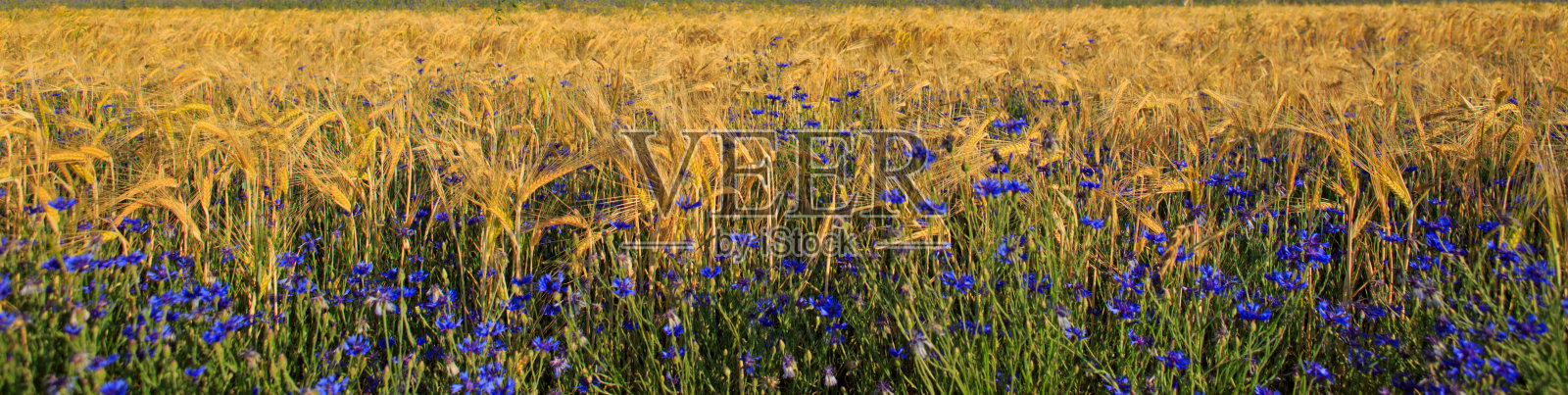 麦田里的蓝色矢车菊照片摄影图片