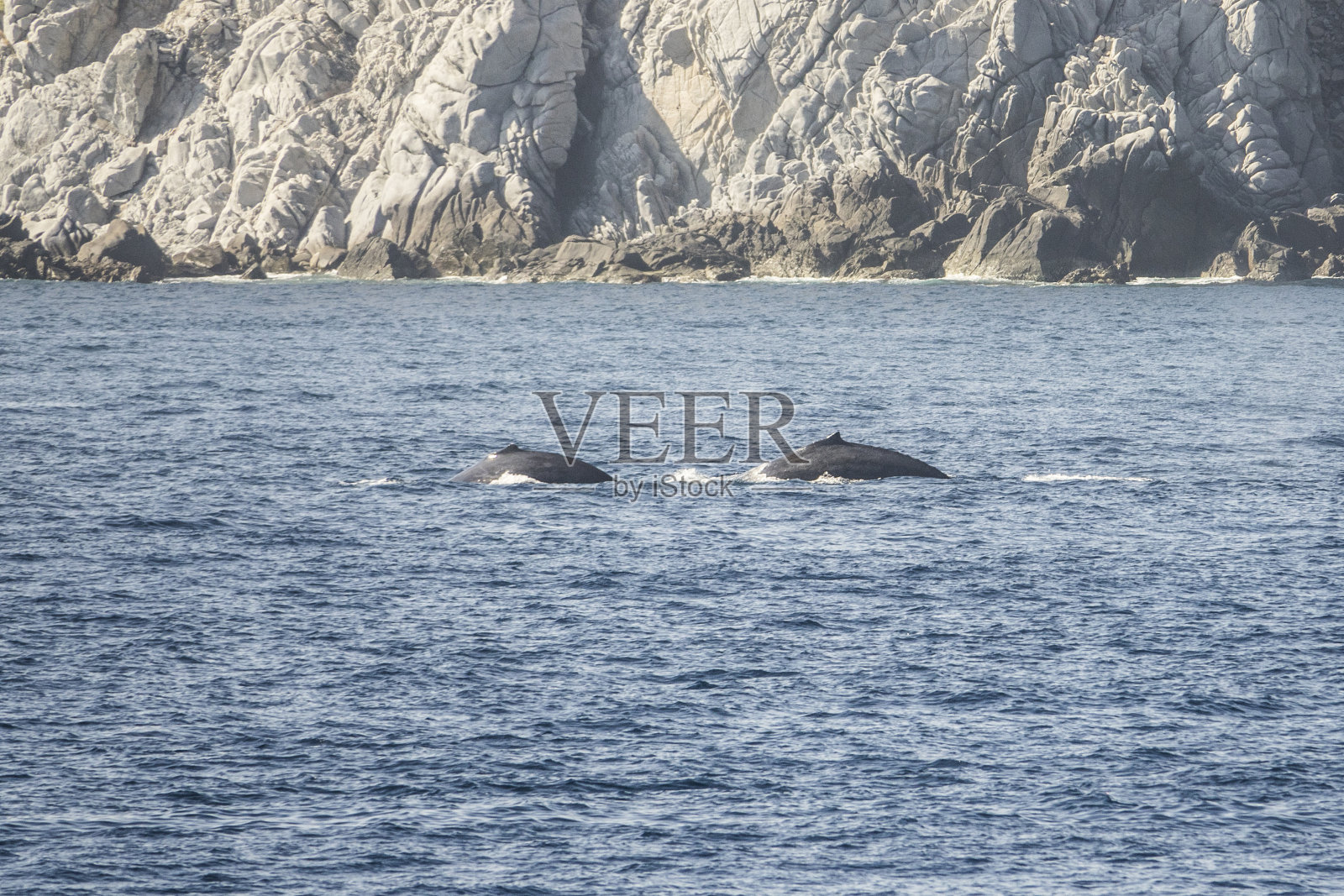 卡波圣卢卡斯的水中鲸鱼照片摄影图片