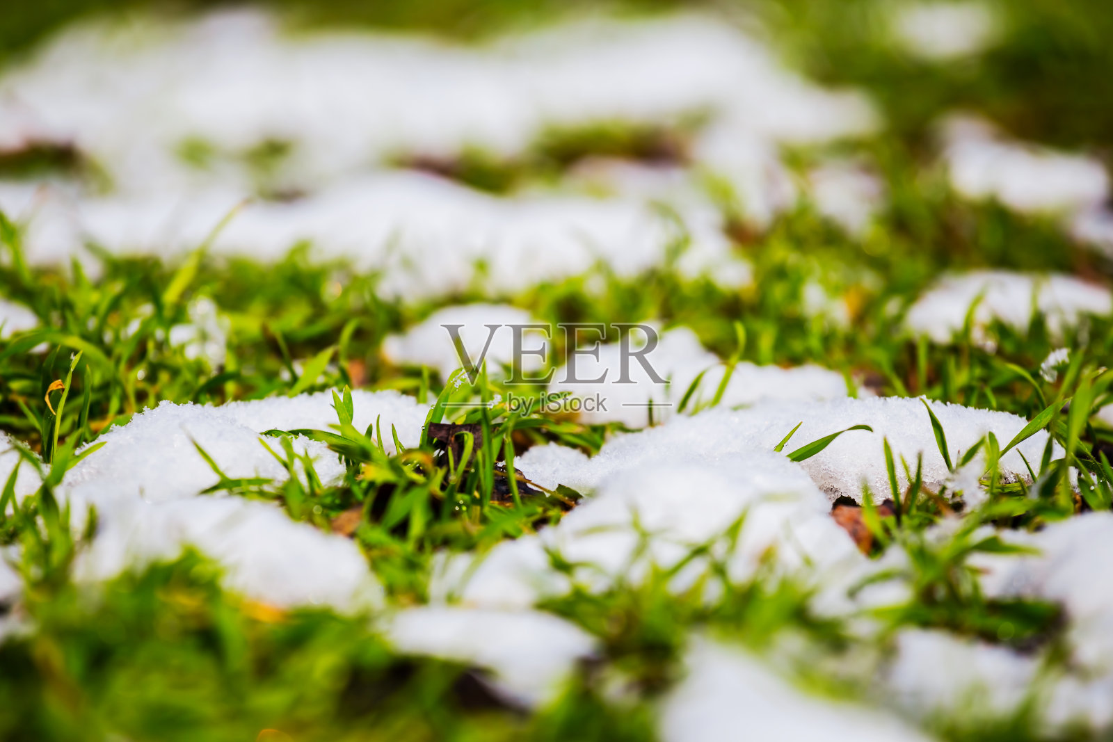 近距离观察融化的雪中的绿草照片摄影图片