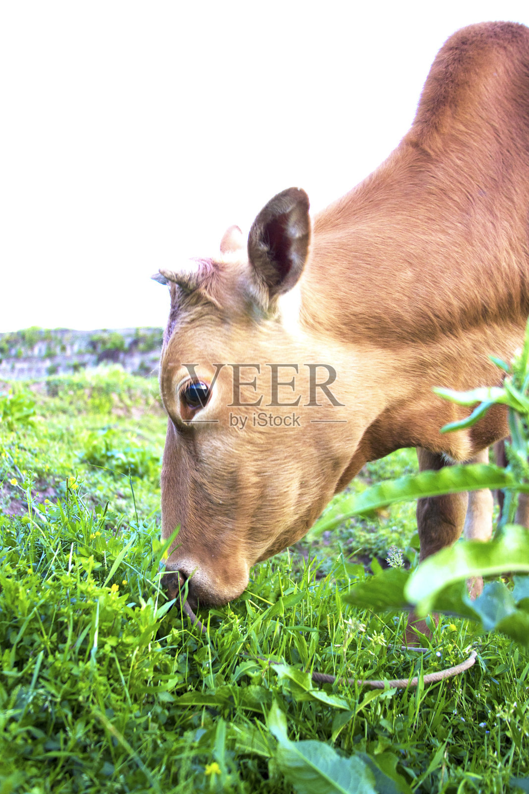 吃草的牛照片摄影图片