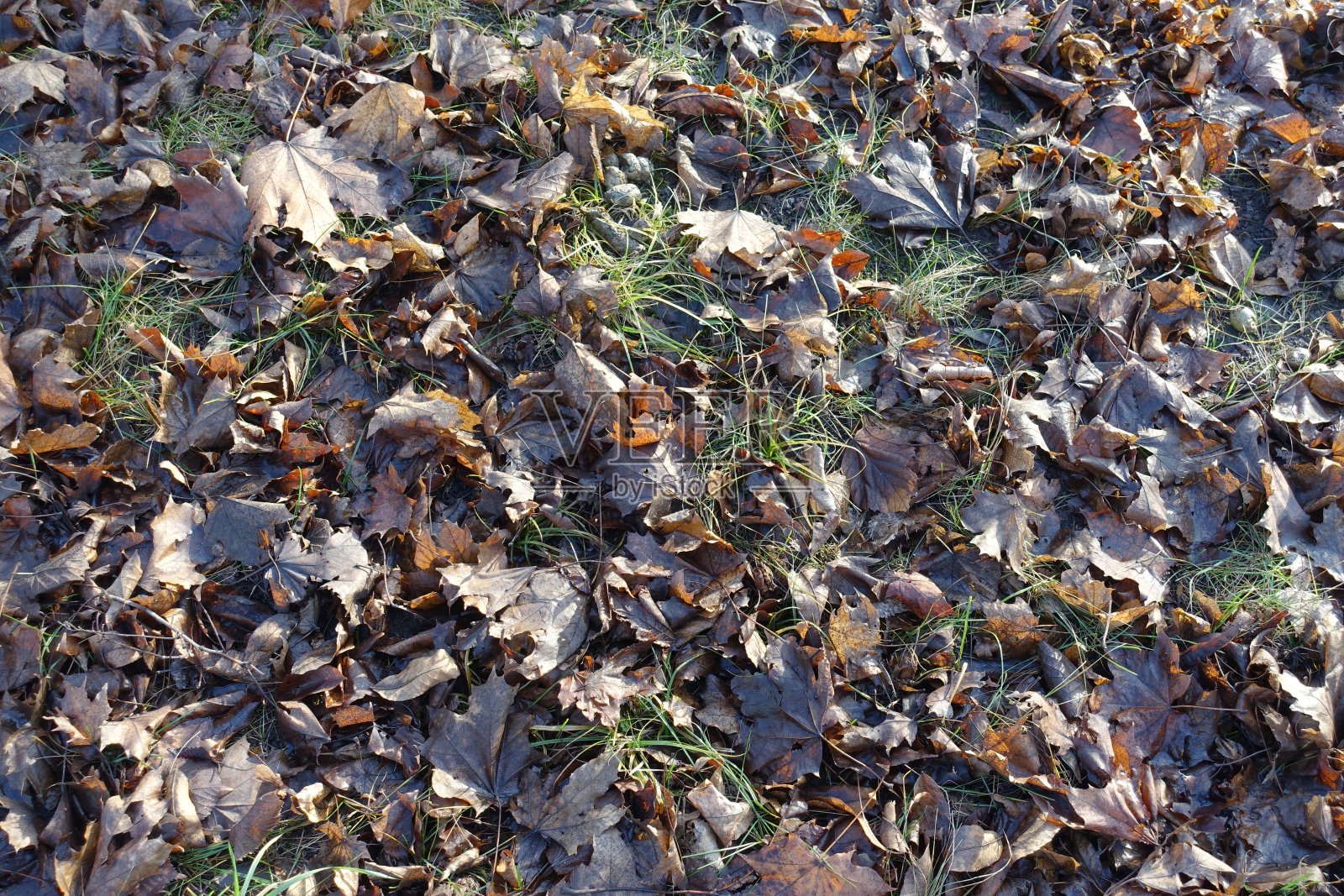 深秋的草叶上有深褐色的落叶照片摄影图片