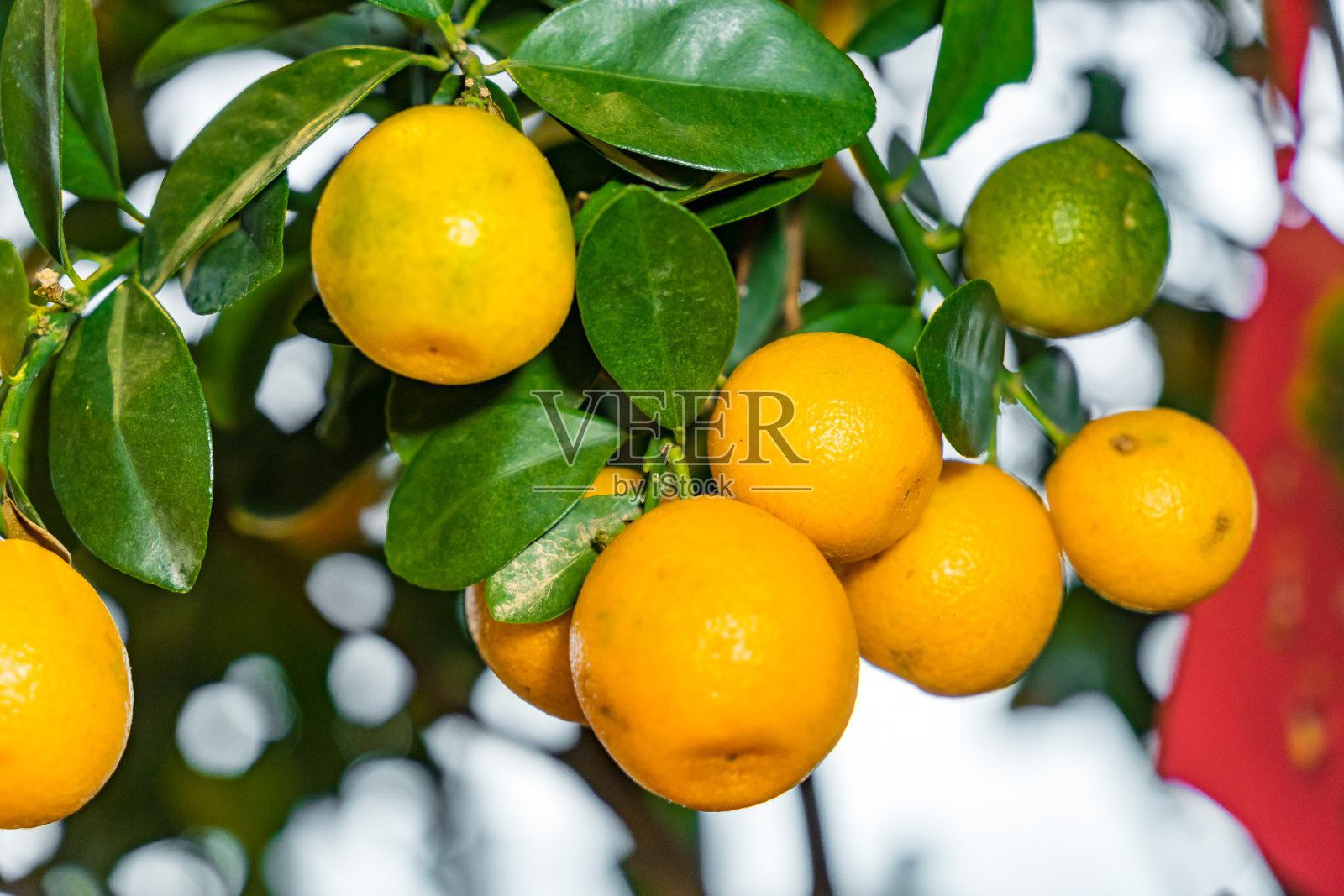 新鲜的橘子水果与叶子的橘子树照片摄影图片