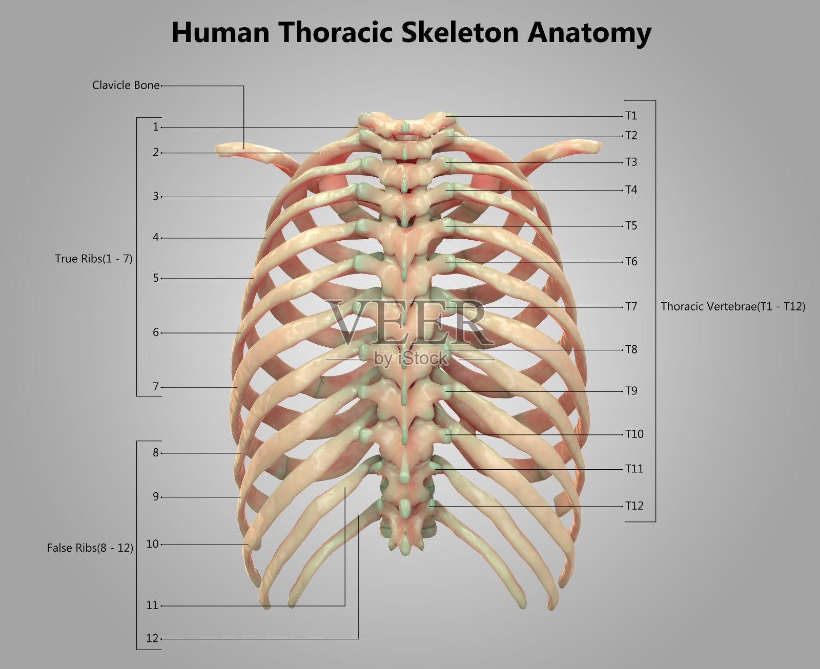 人体骨骼系统胸廓骨骼标签设计解剖学照片摄影图片