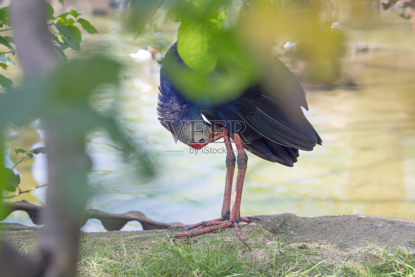蓝色羽毛的紫色沼泽鸟(背景是池塘)照片摄影图片