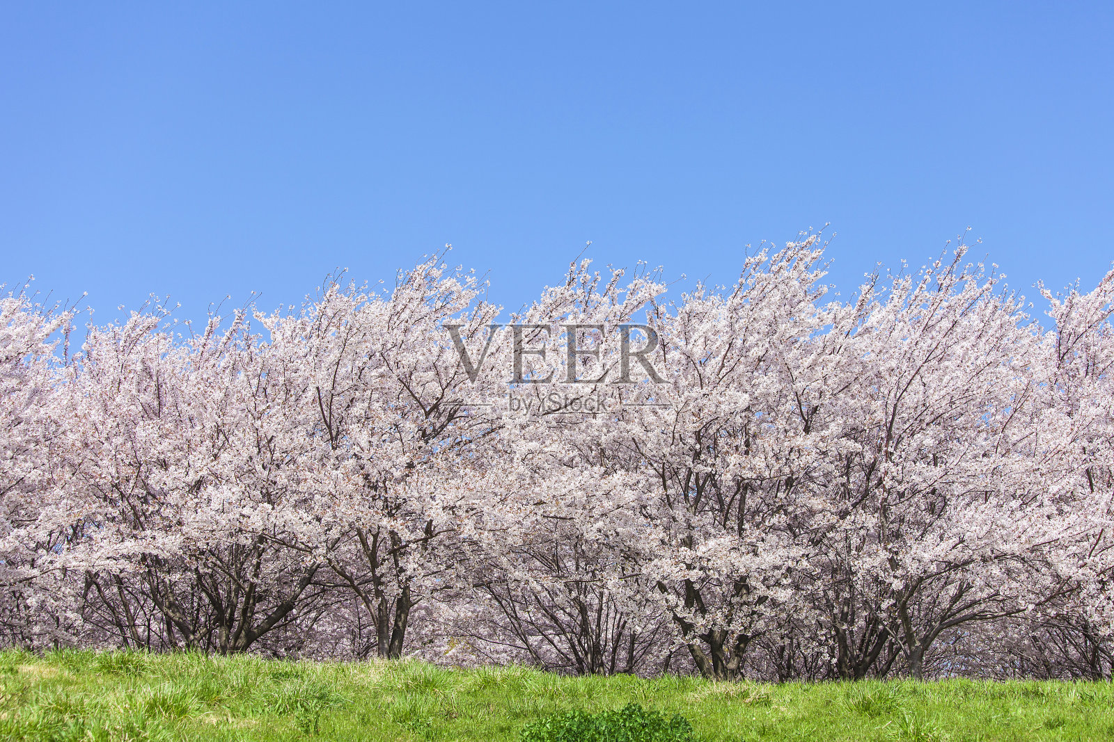 樱桃树与草原照片摄影图片