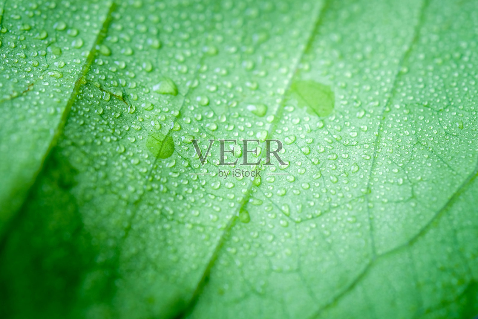 柔焦点自然背景纹理绿叶与水滴。照片摄影图片