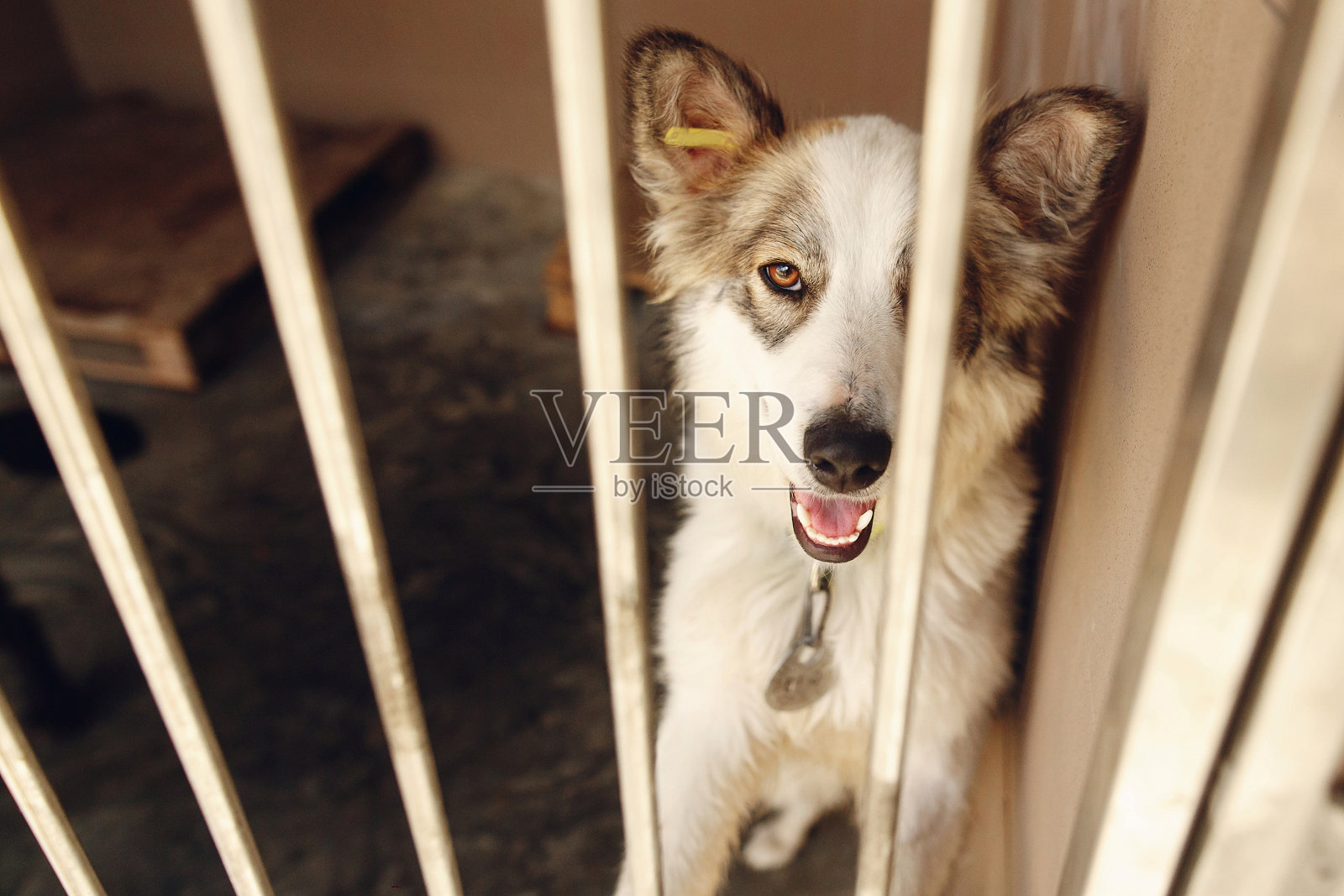 可爱积极的狗狗在收容所的笼子里寻找，快乐和悲伤的情绪时刻，采纳我的概念，文字的空间照片摄影图片