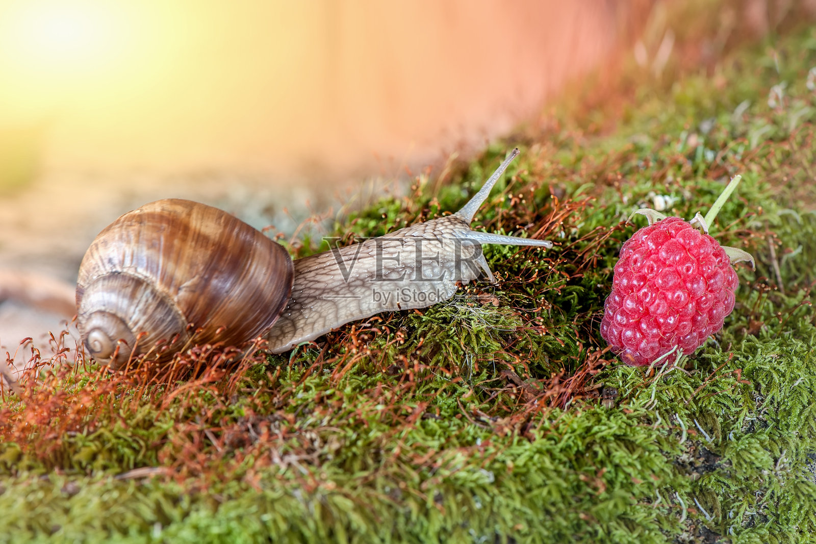 一只大葡萄蜗牛在苔藓上爬向成熟的覆盆子浆果。阳光灿烂的日子照片摄影图片