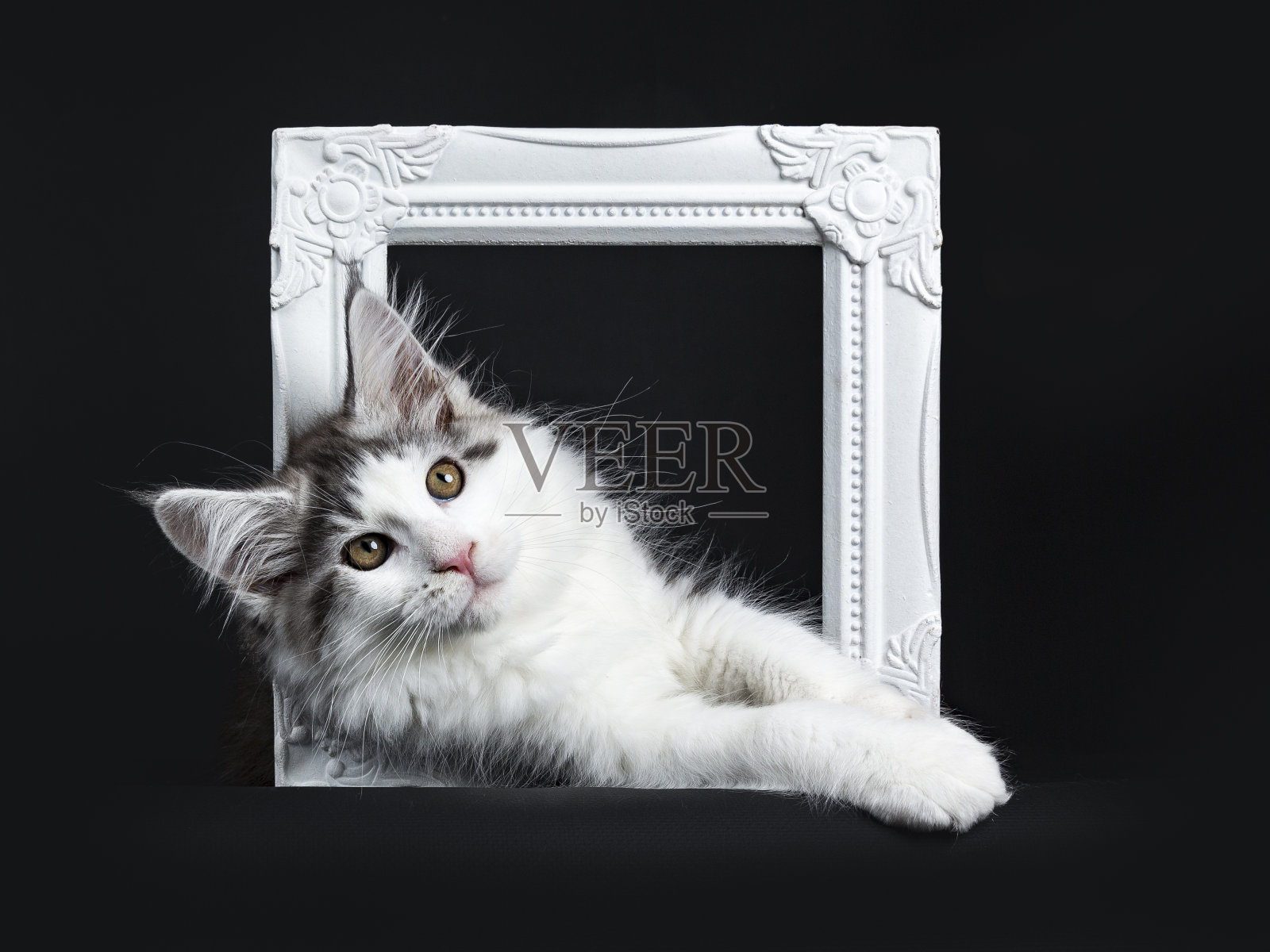 黑色虎斑猫和白色缅因猫/小猫横挂在白色相框上，孤立在黑色背景上照片摄影图片