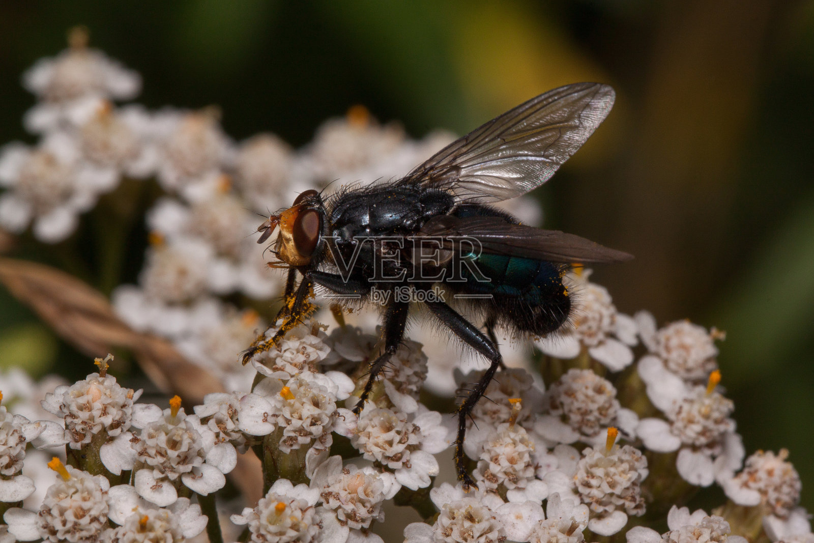 一只家蝇正坐在一棵蓍草花上。动物在野生动物。照片摄影图片