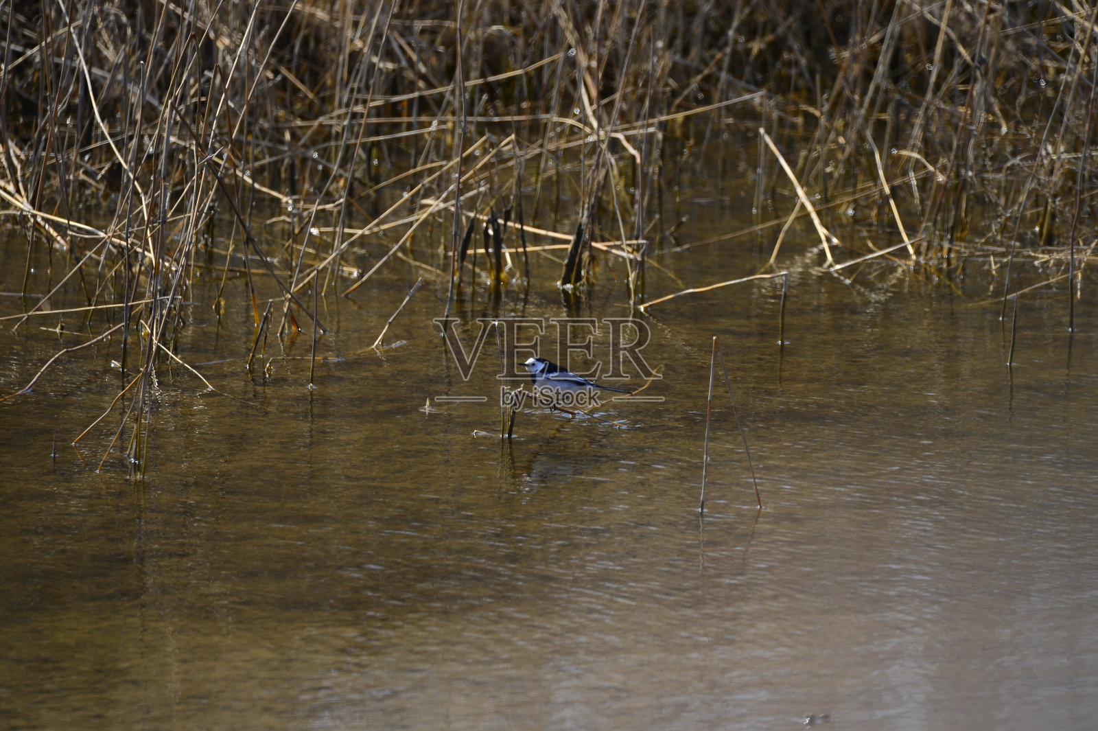 湿地里的一只美丽的鸟照片摄影图片