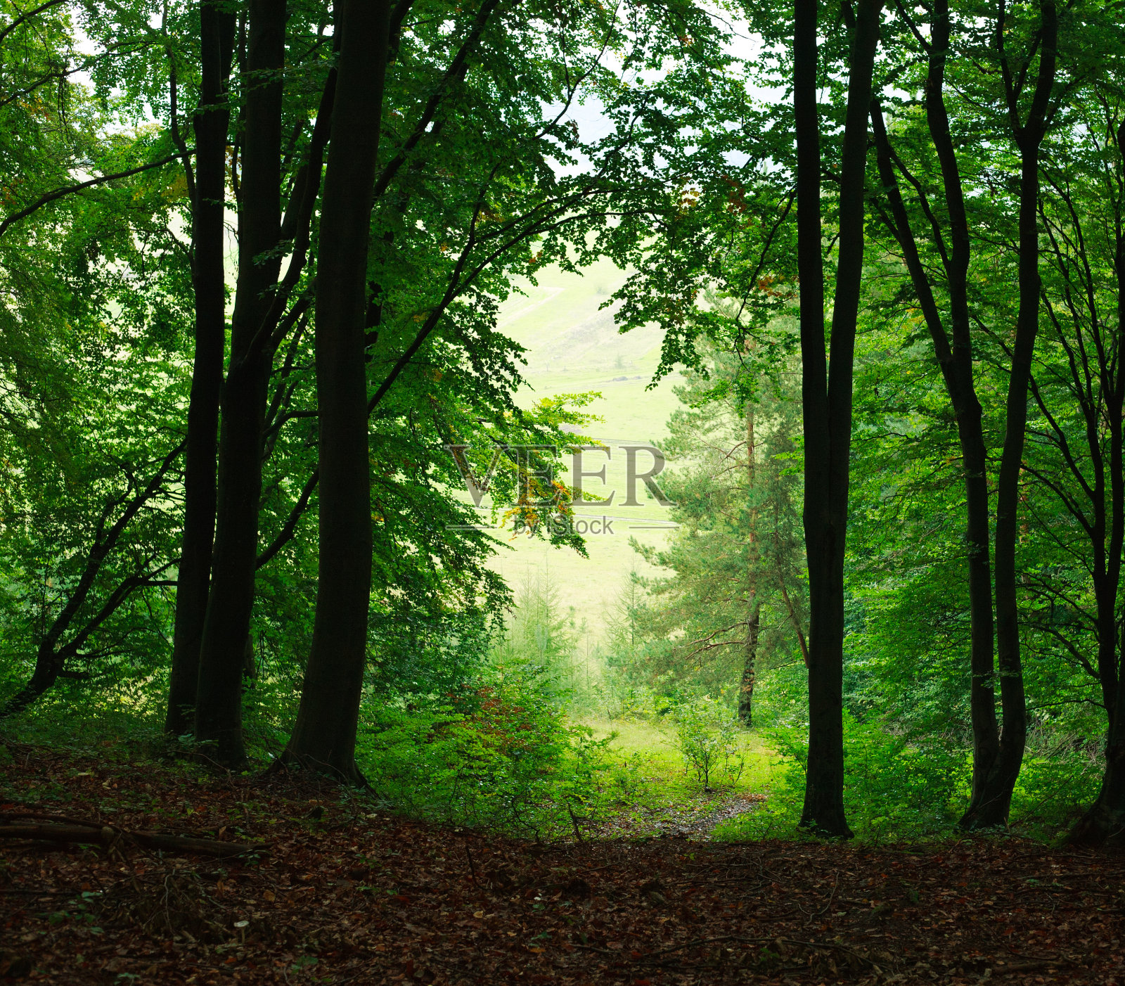 大自然背景夏季雾绿森林照片摄影图片