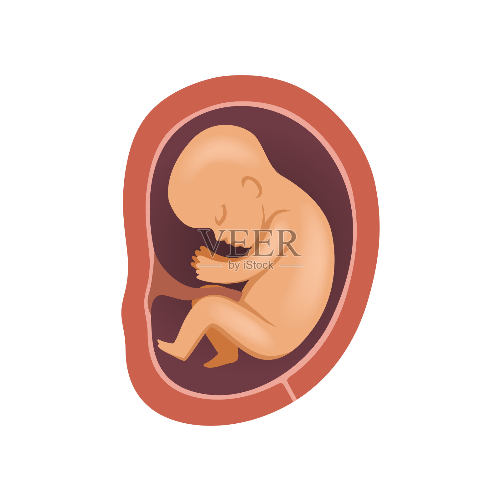 子宫中的一个胎儿插画图片素材_ID:105447991-Veer图库