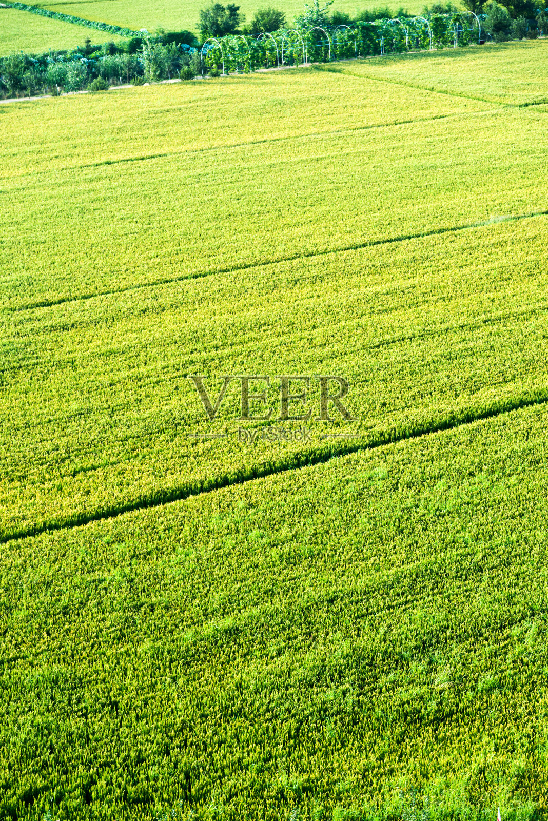 绿色稻田背景照片摄影图片