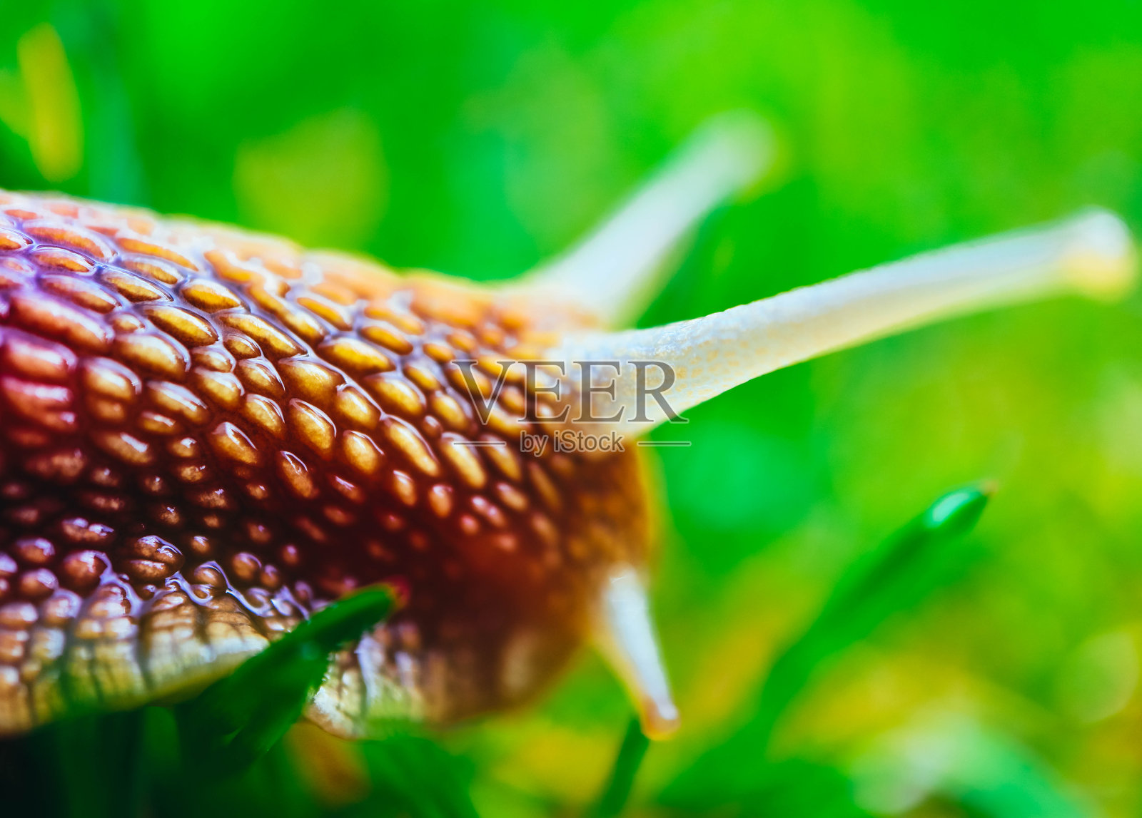 一只蜗牛就以自然为背景，宏观观。大而漂亮的螺旋带着螺旋壳。照片摄影图片