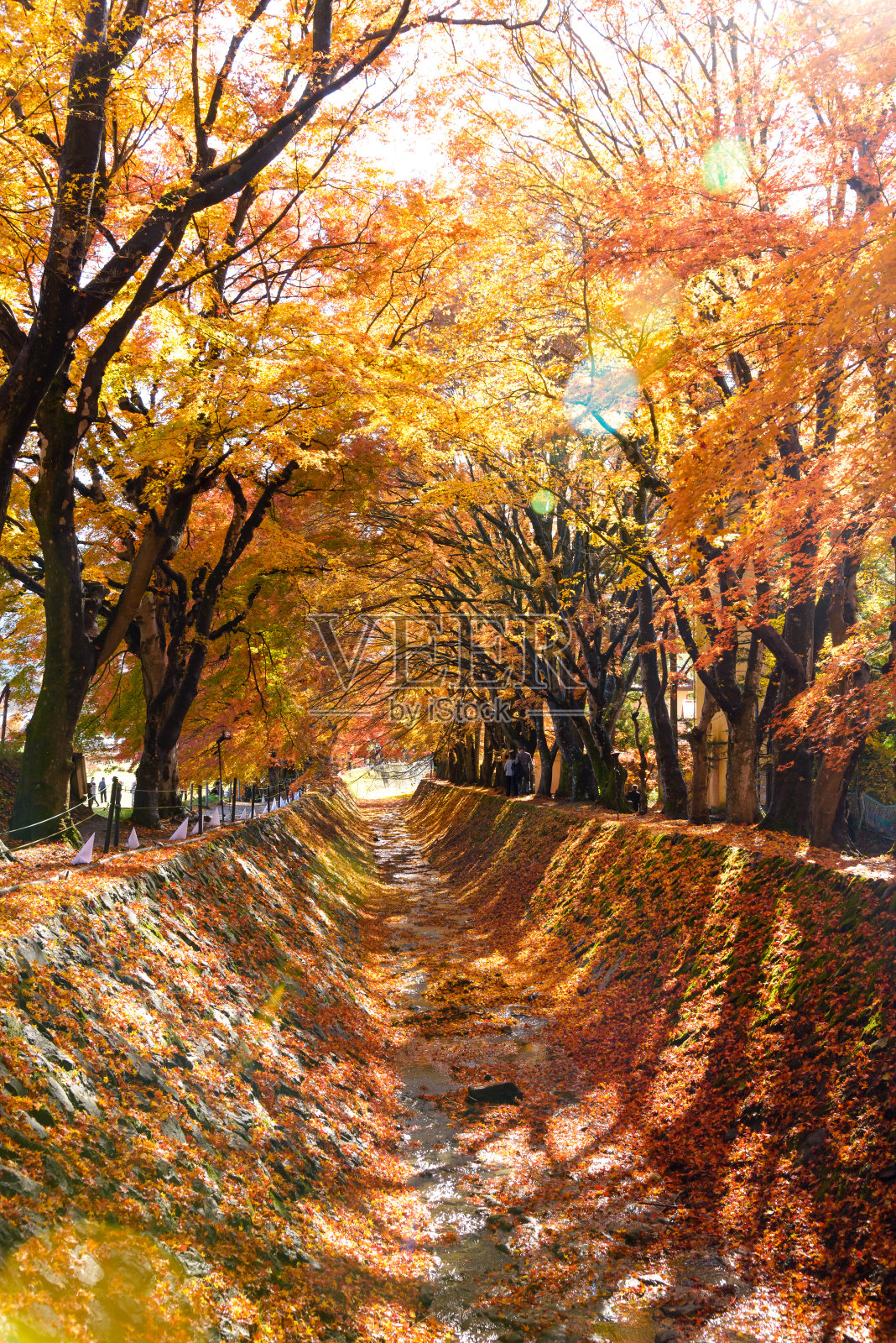 日本山梨县川口町藤吉田枫叶走廊(Momiji Kairo)的秋色照片摄影图片