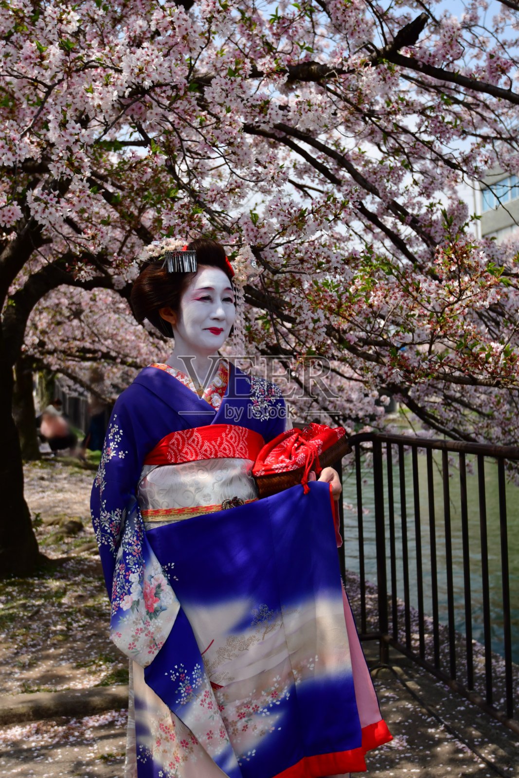 日本一名女子穿着舞子服装在京都欣赏樱花照片摄影图片
