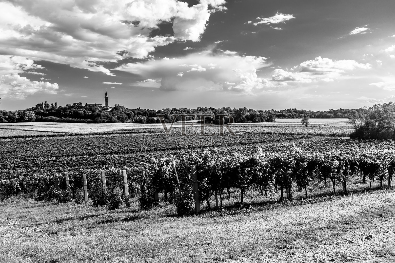 弗劳利·威尼斯·朱利亚的葡萄园日落照片摄影图片