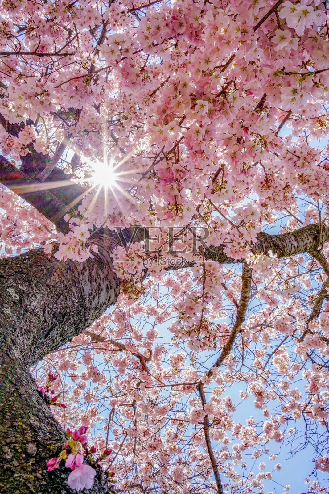 华盛顿特区的樱花照片摄影图片