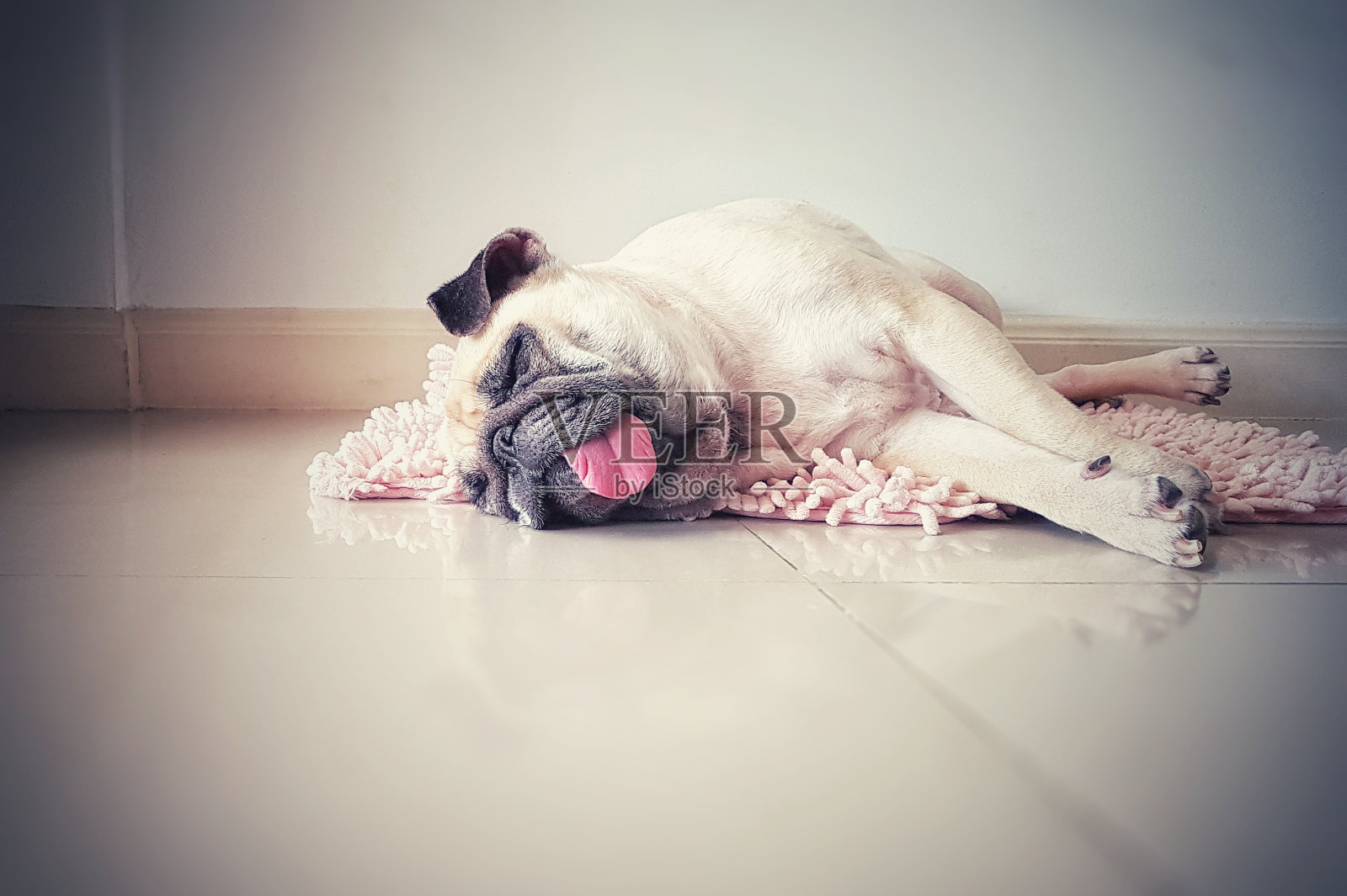 可爱的哈巴狗睡在地板上休息，趴在垫子上，舌头伸出来慵懒的时候照片摄影图片