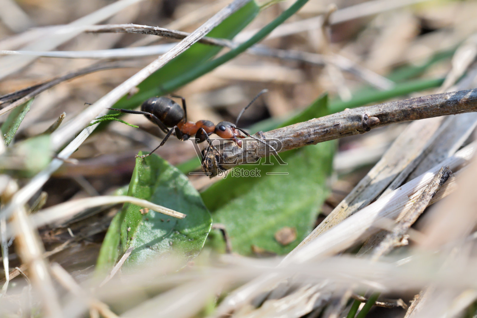 森林蚂蚁移动小木材建造蚁丘的宏观细节照片摄影图片