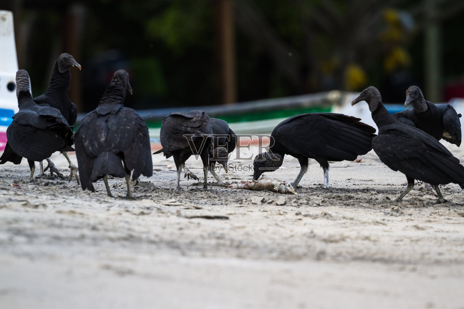 海滩上的黑色秃鹫照片摄影图片