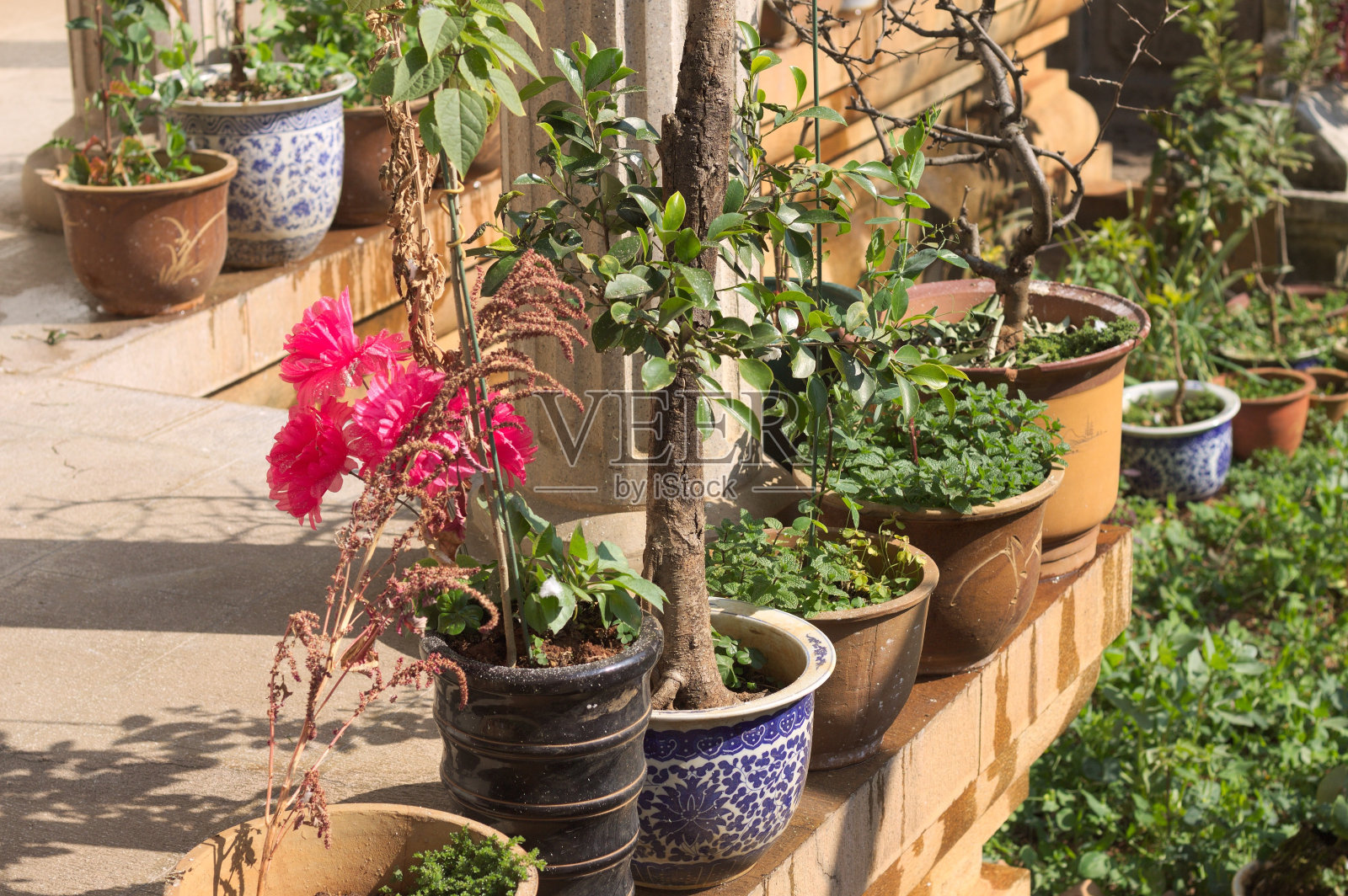 圆通寺(中国云南昆明)花园里的彩色植物花瓶照片摄影图片