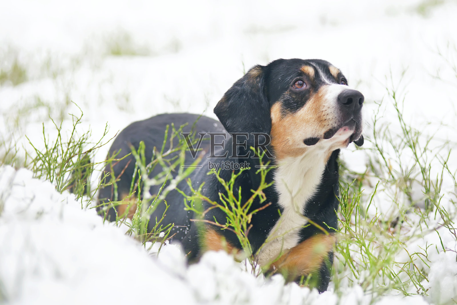 在冬天的森林里，一只严肃的恩特勒布赫山地狗躺在雪地上照片摄影图片