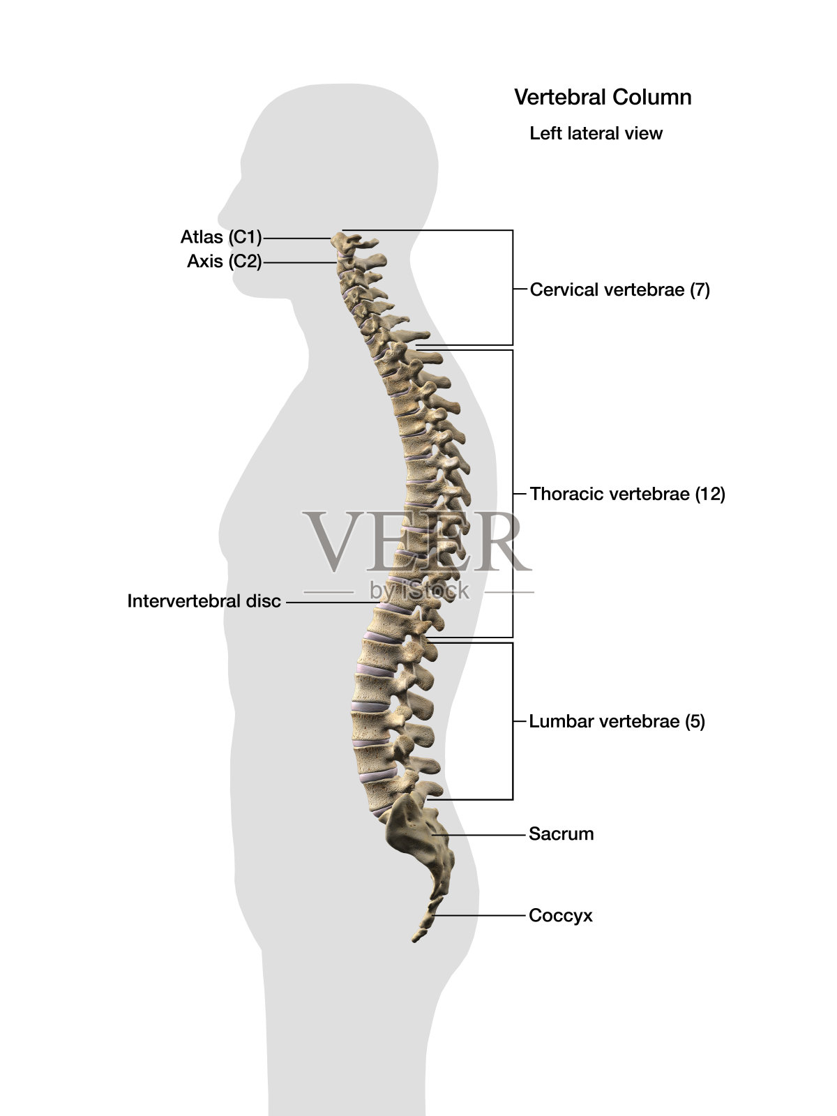 人类脊柱，标记解剖学侧视图照片摄影图片