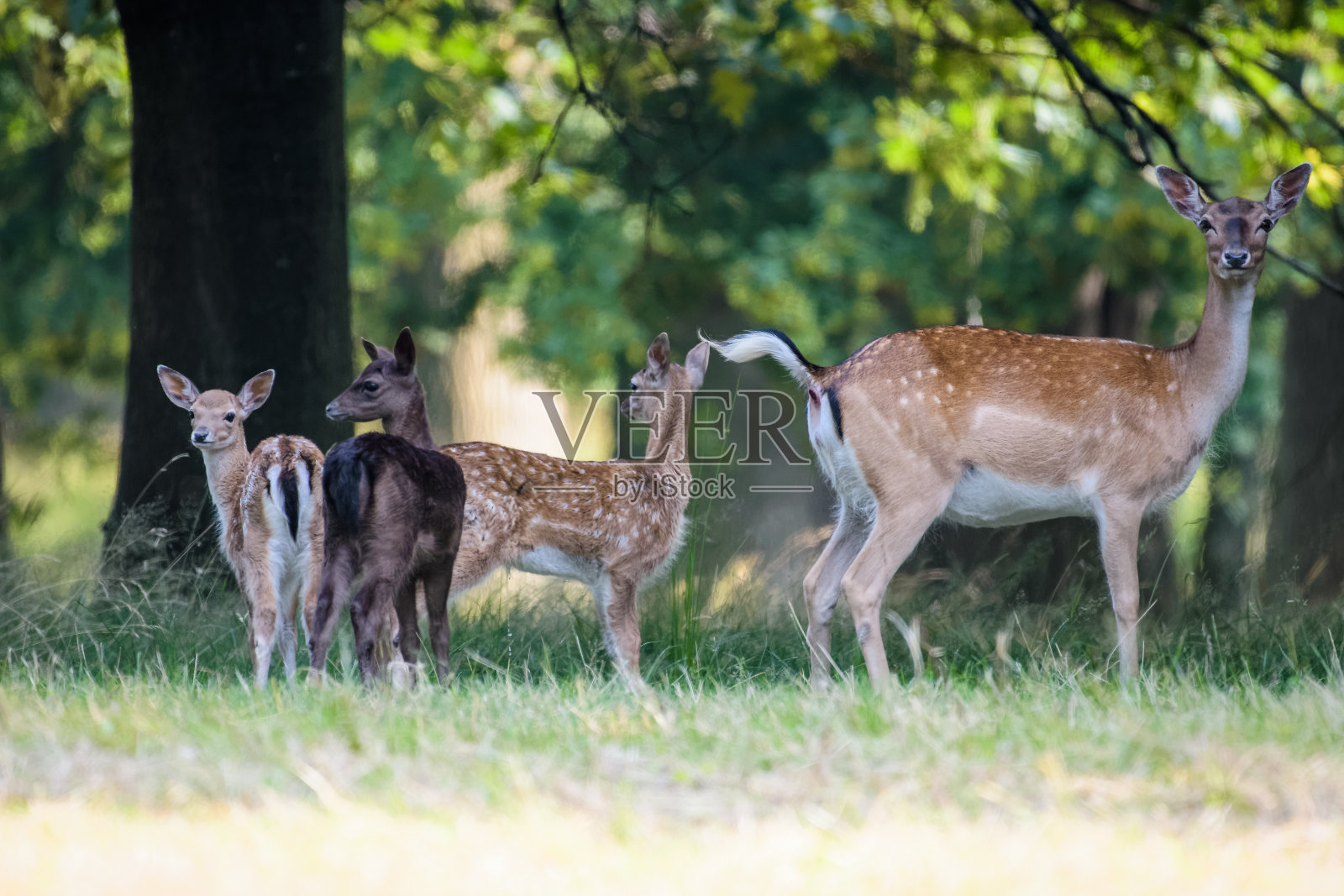 森林里的母黇鹿带着三只幼鹿照片摄影图片