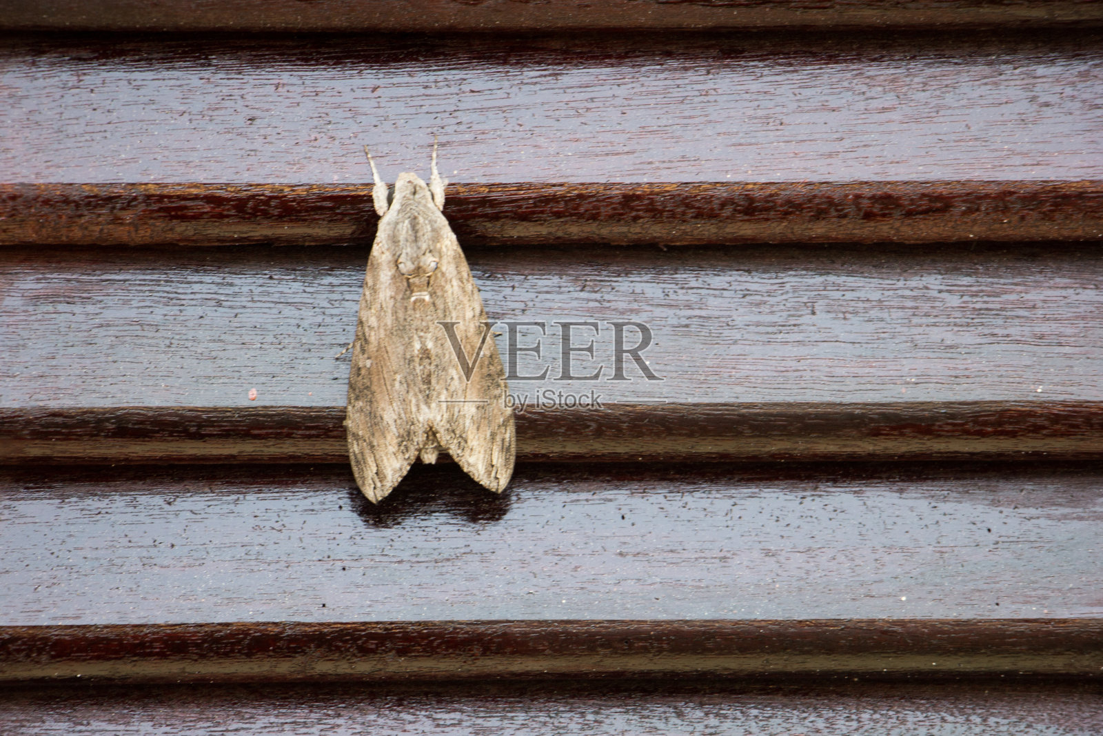 木色背景上的夜蝶照片摄影图片