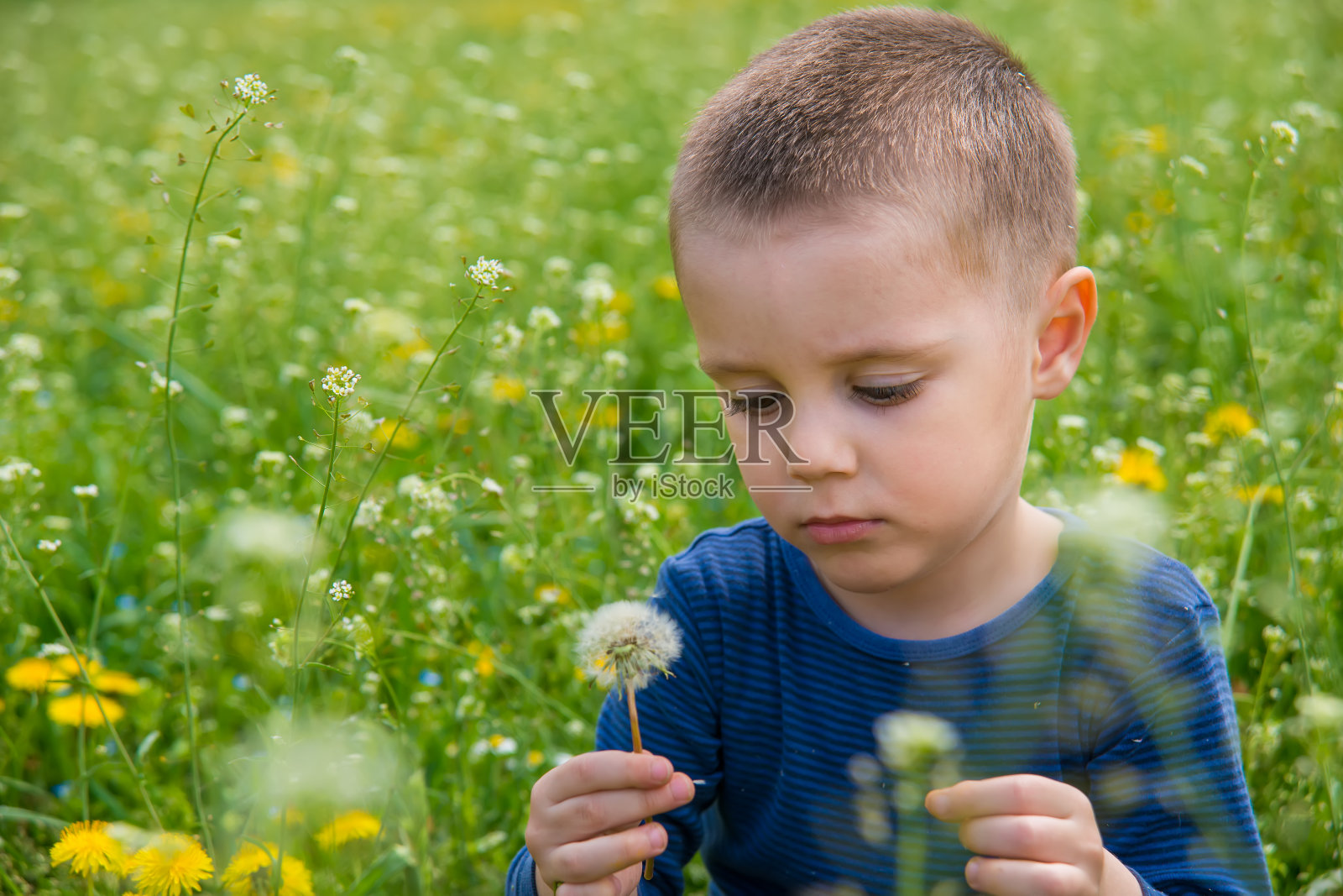 一个男孩在大自然中被草和蒲公英包围着照片摄影图片