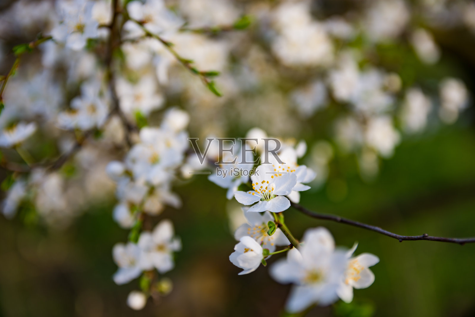 春天，白色的樱花在大自然模糊的背景下，为场地打出了横幅。模糊的文本空间。塞尔维亚Carska巴拉照片摄影图片