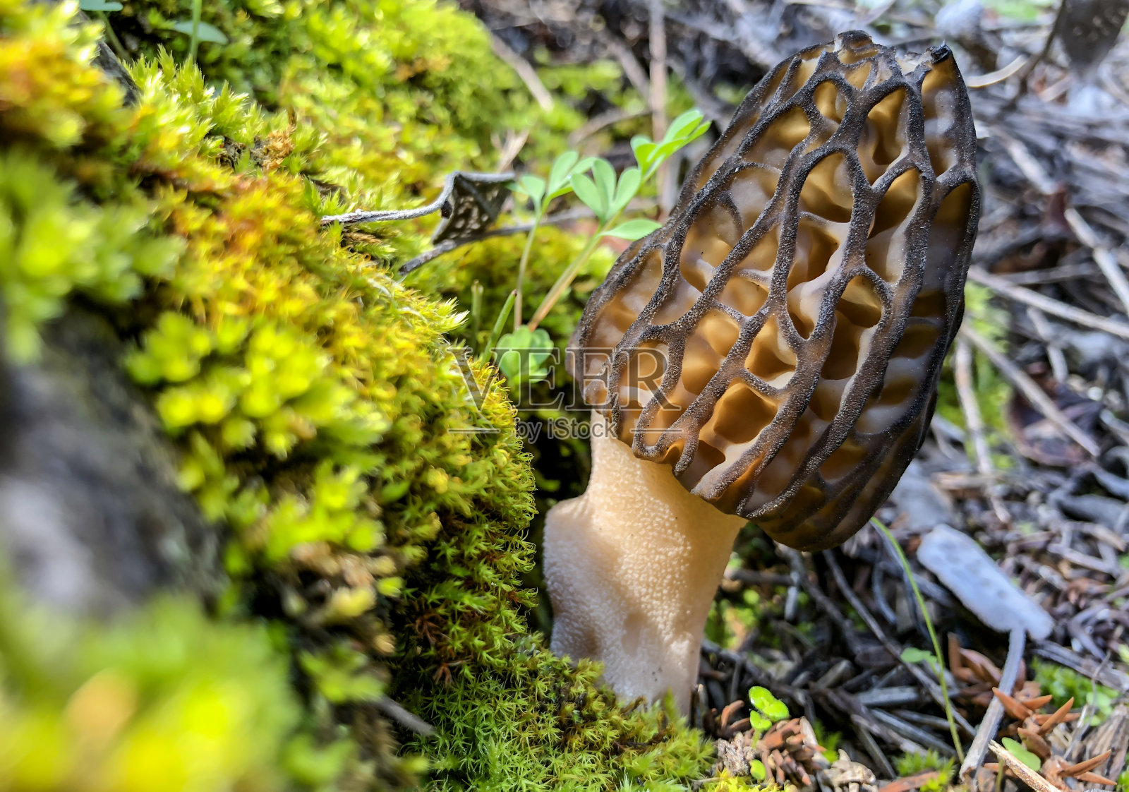 苔藓中的食用菌照片摄影图片