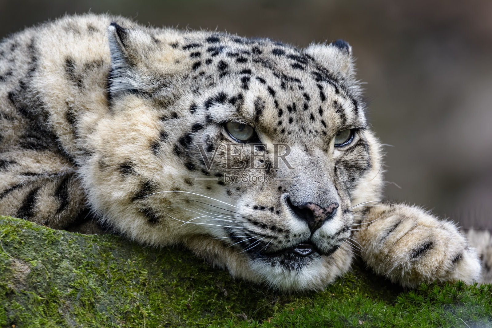 雄性雪豹躺在岩石上照片摄影图片