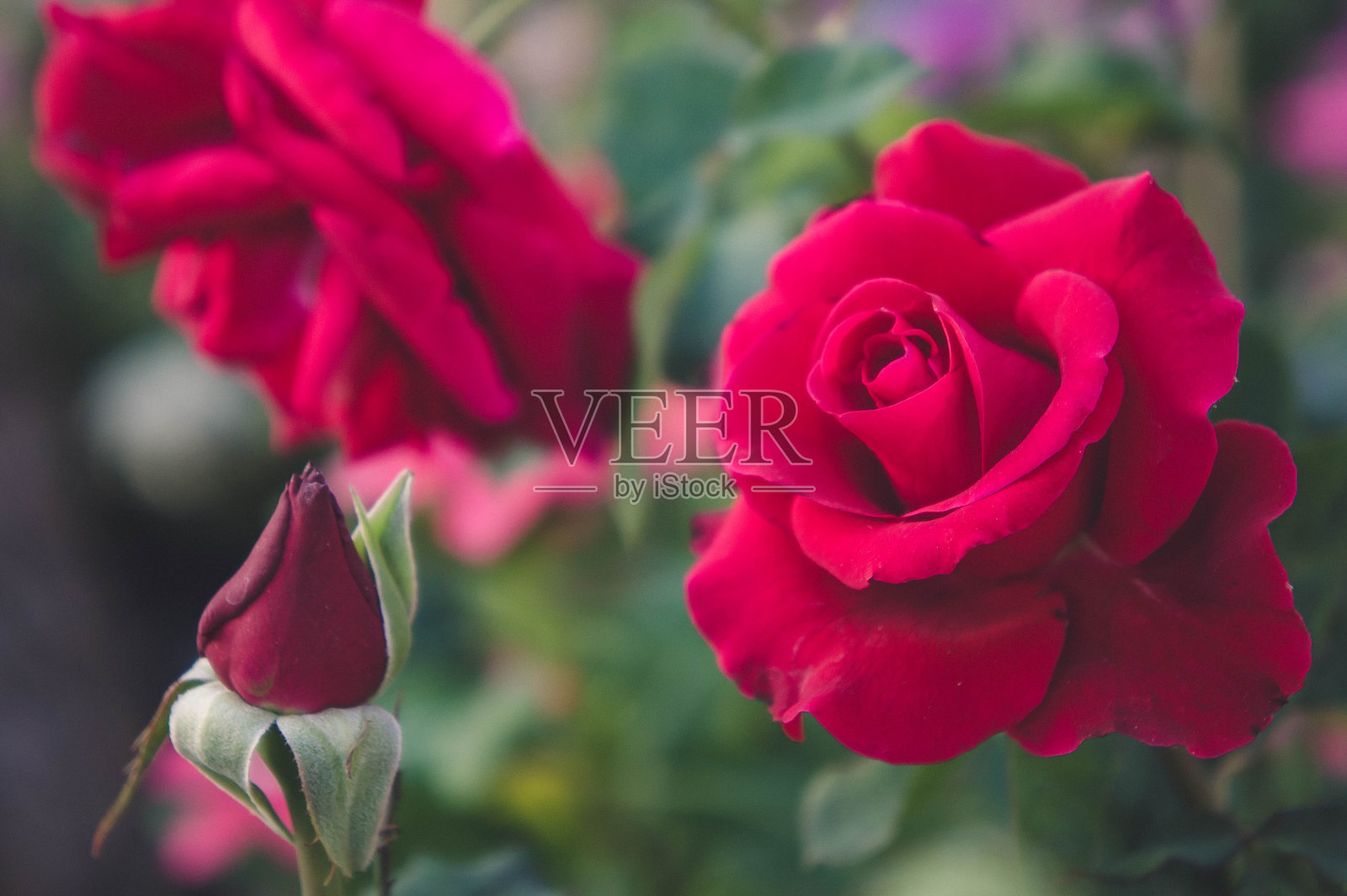 红玫瑰在花园的背景，大自然的花玫瑰为爱照片摄影图片