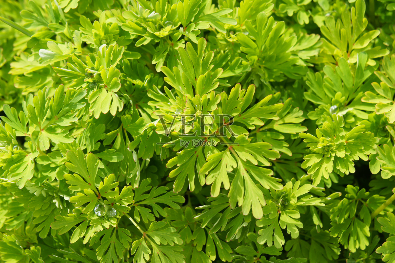 绿色蒿属装饰植物背景照片摄影图片