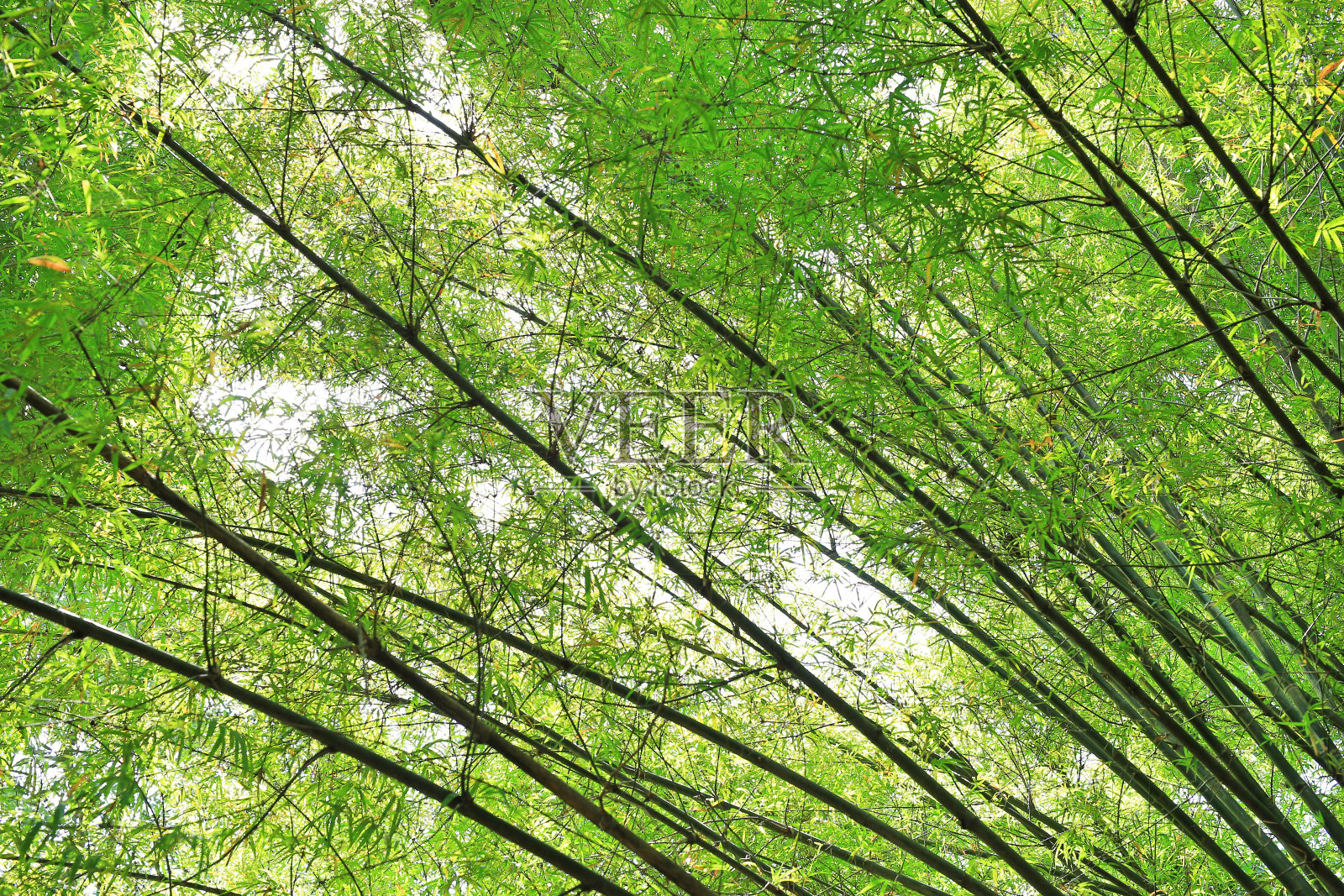 美丽的竹枝在森林里。照片摄影图片