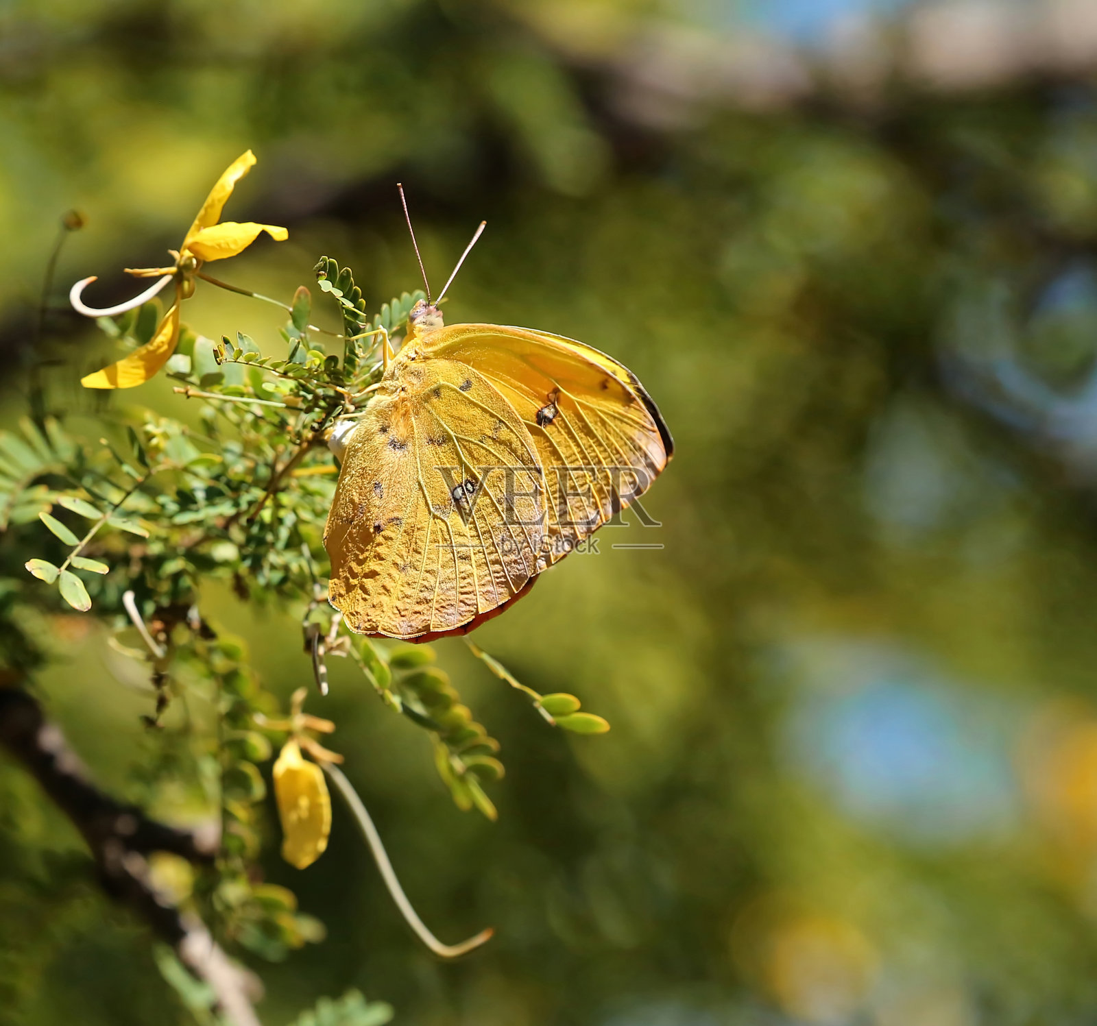 黄蝴蝶产卵照片摄影图片