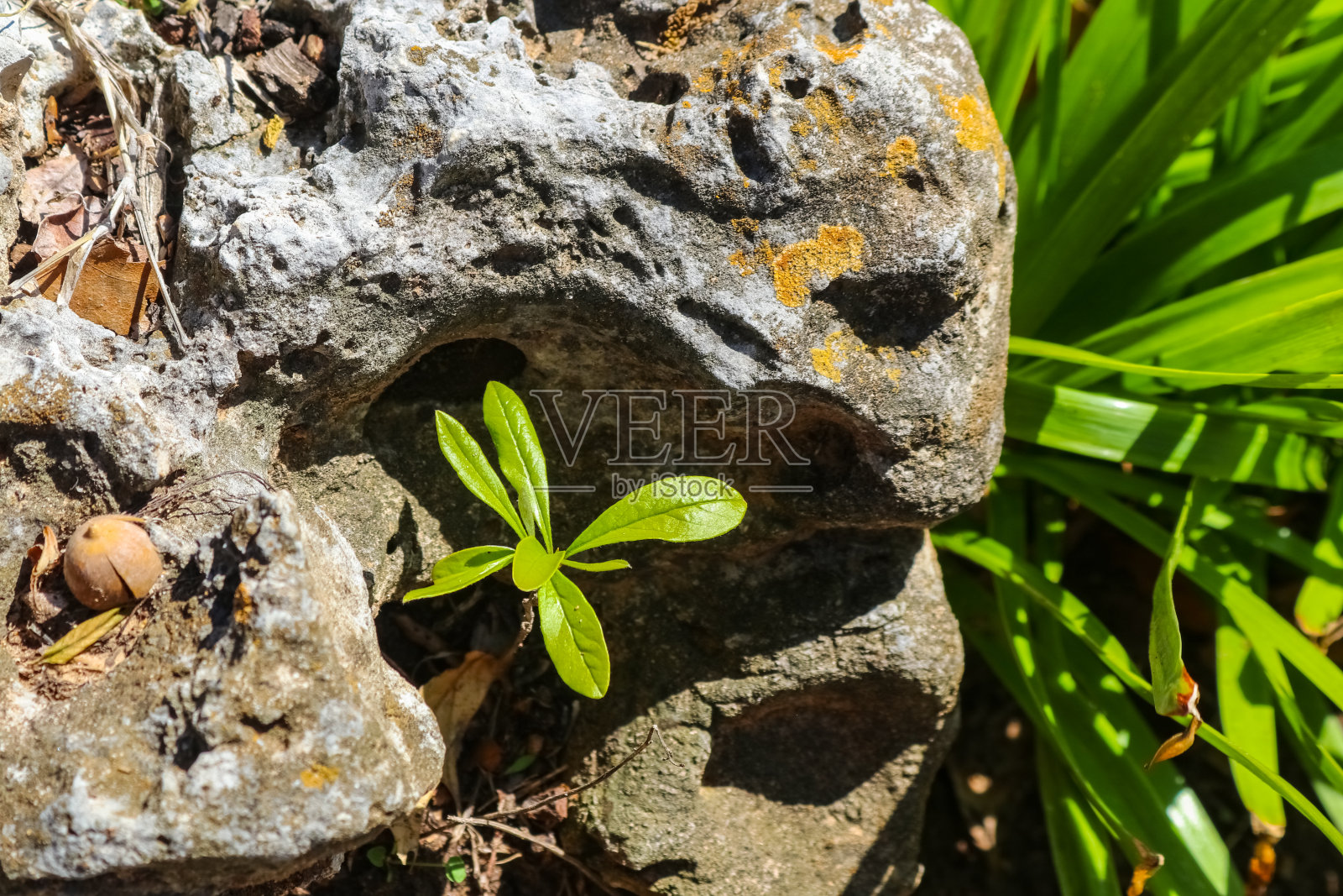 找到你自己的位置——小树苗在长满苔藓的岩石缝隙中向太阳伸展照片摄影图片