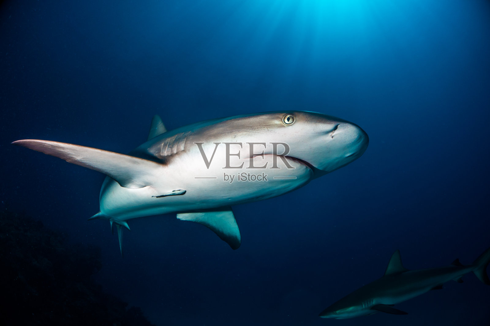 礁鲨巴哈马群岛照片摄影图片