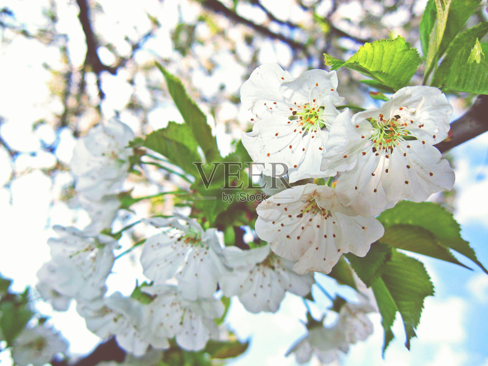 前景中的小花和樱桃叶照片摄影图片
